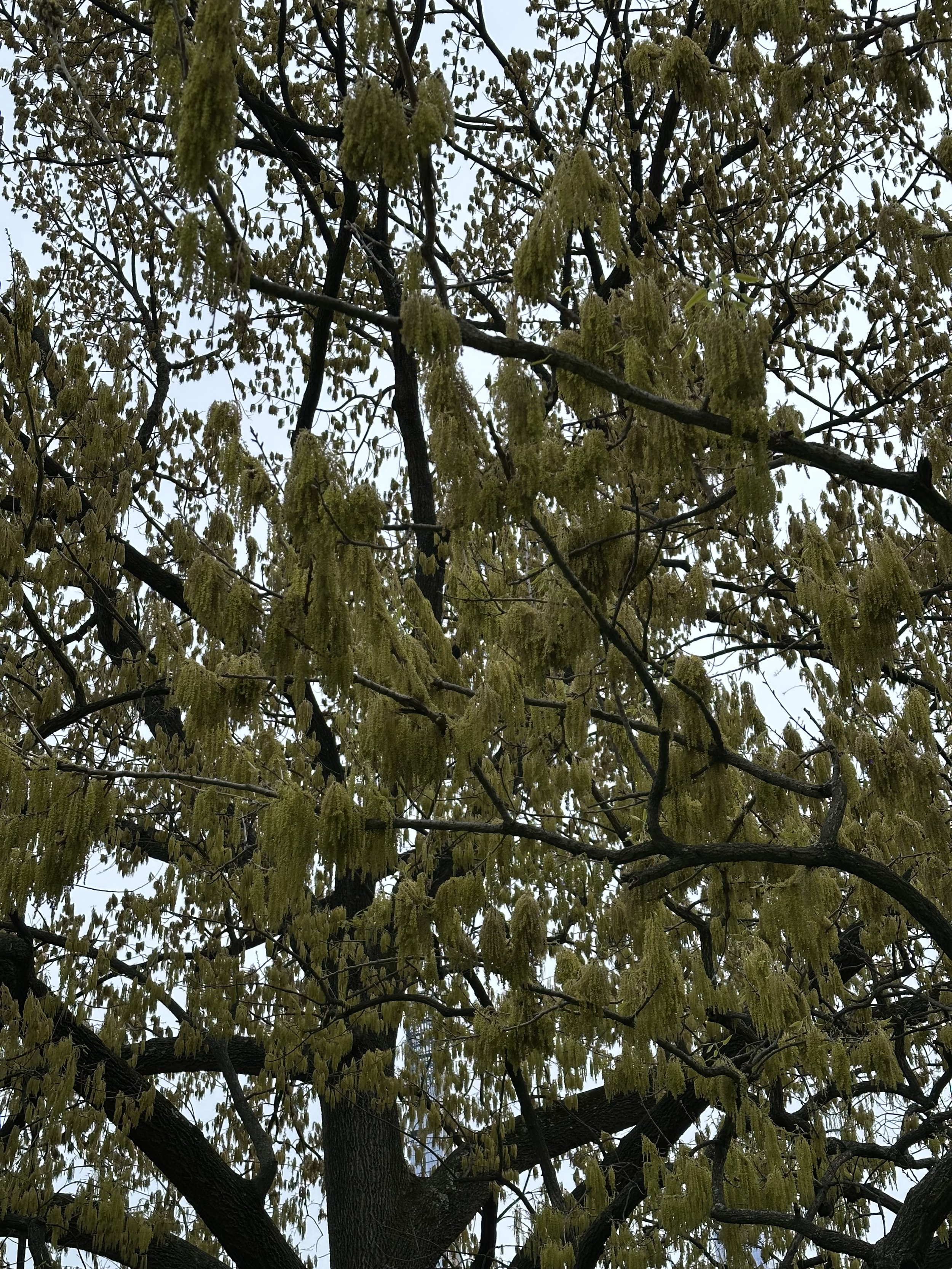 IMG_8056.jpeg