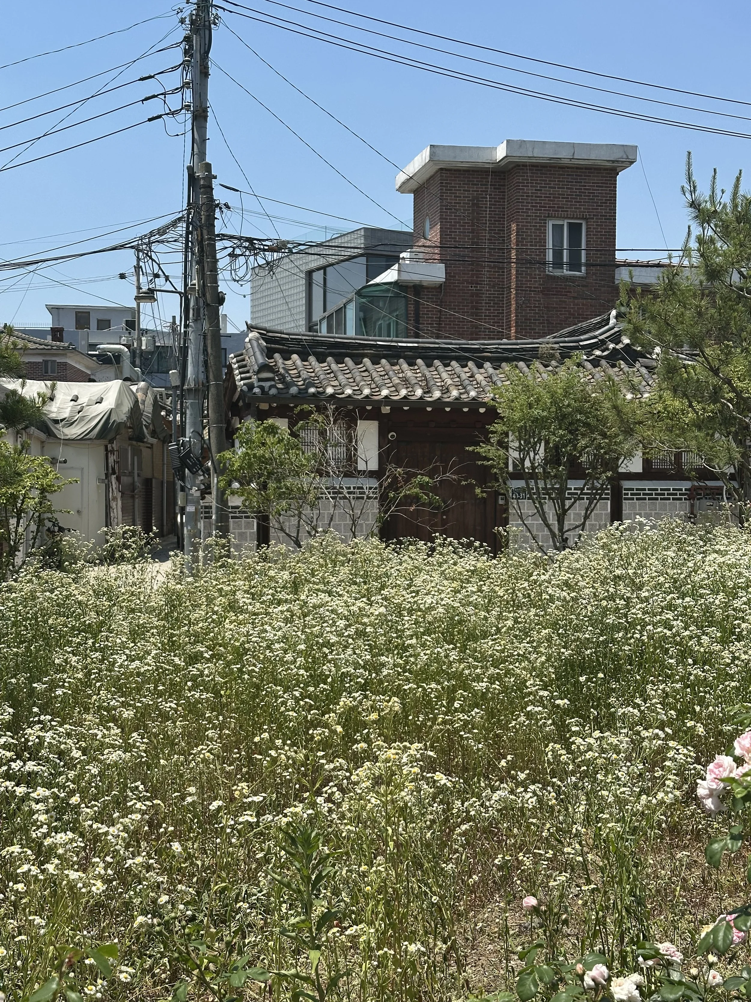 IMG_1051.jpeg