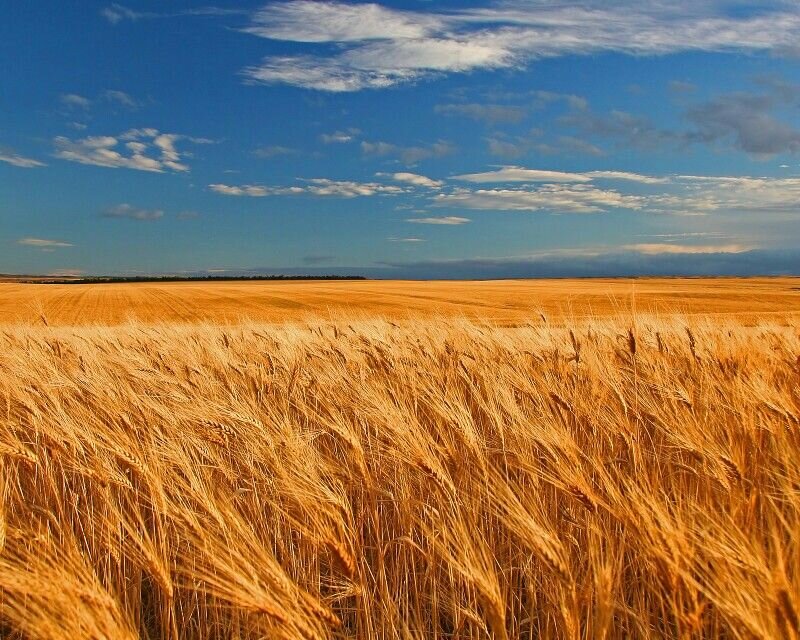 Prairie_Grasses.jpg
