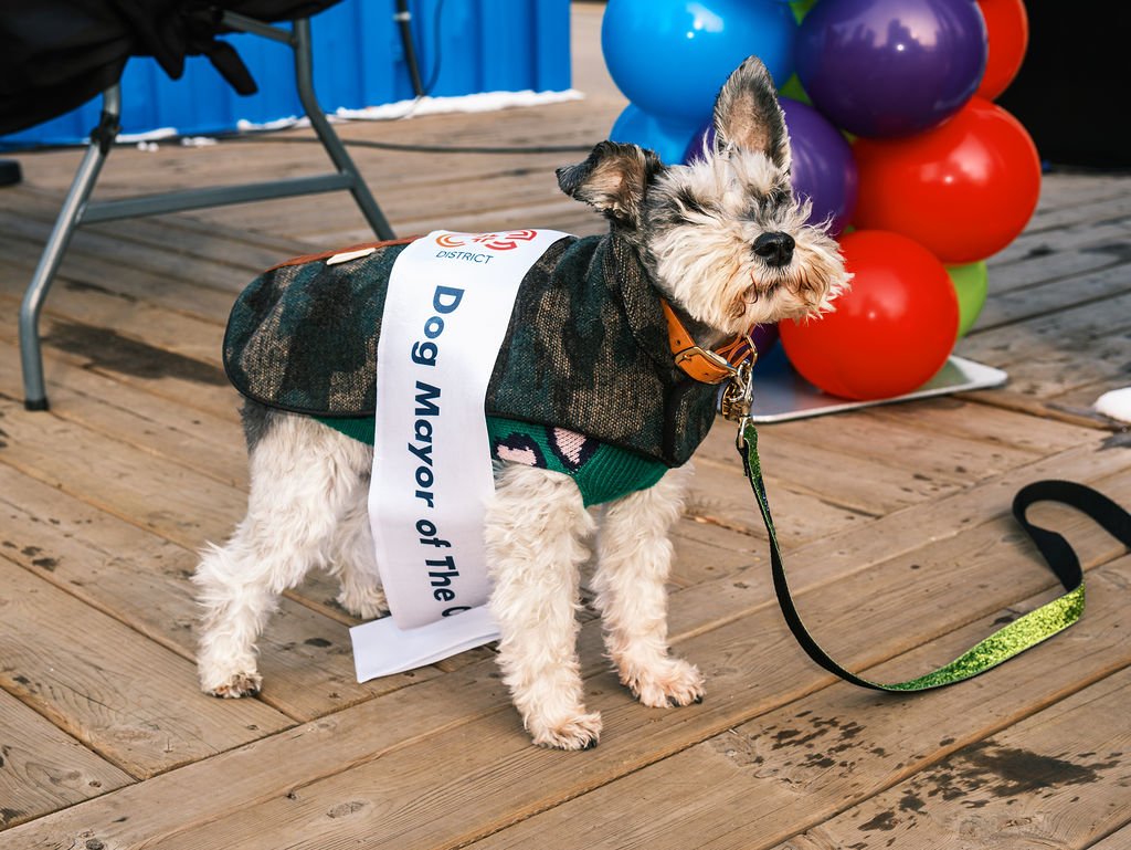Dog Mayor of The C+E