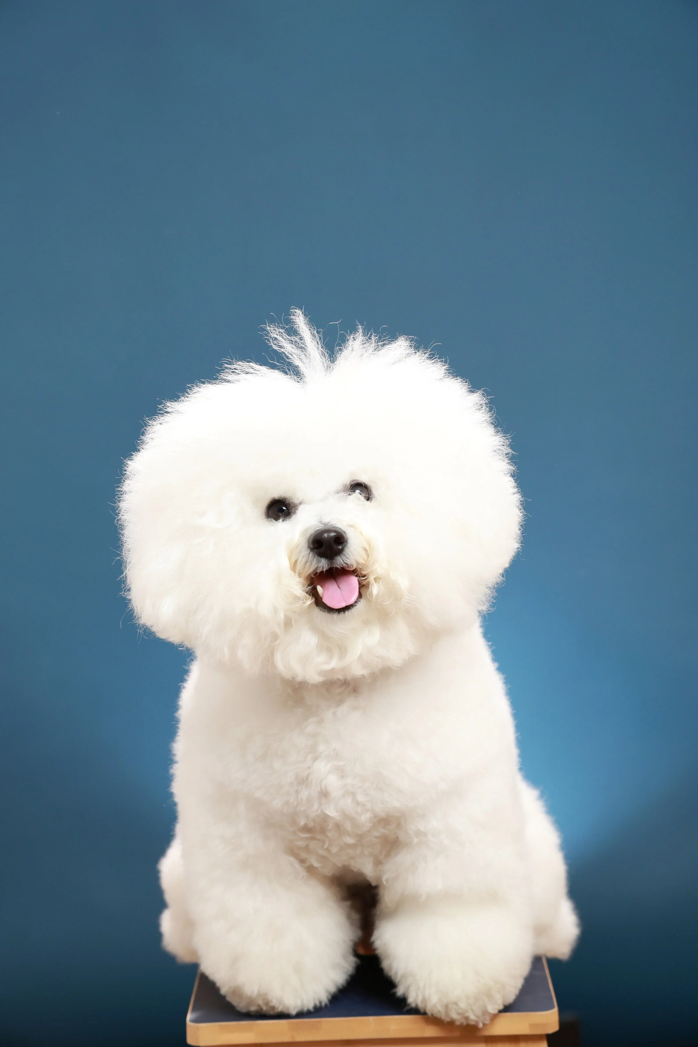 Official portrait of Dog Mayor of The C+E, Mud Pi