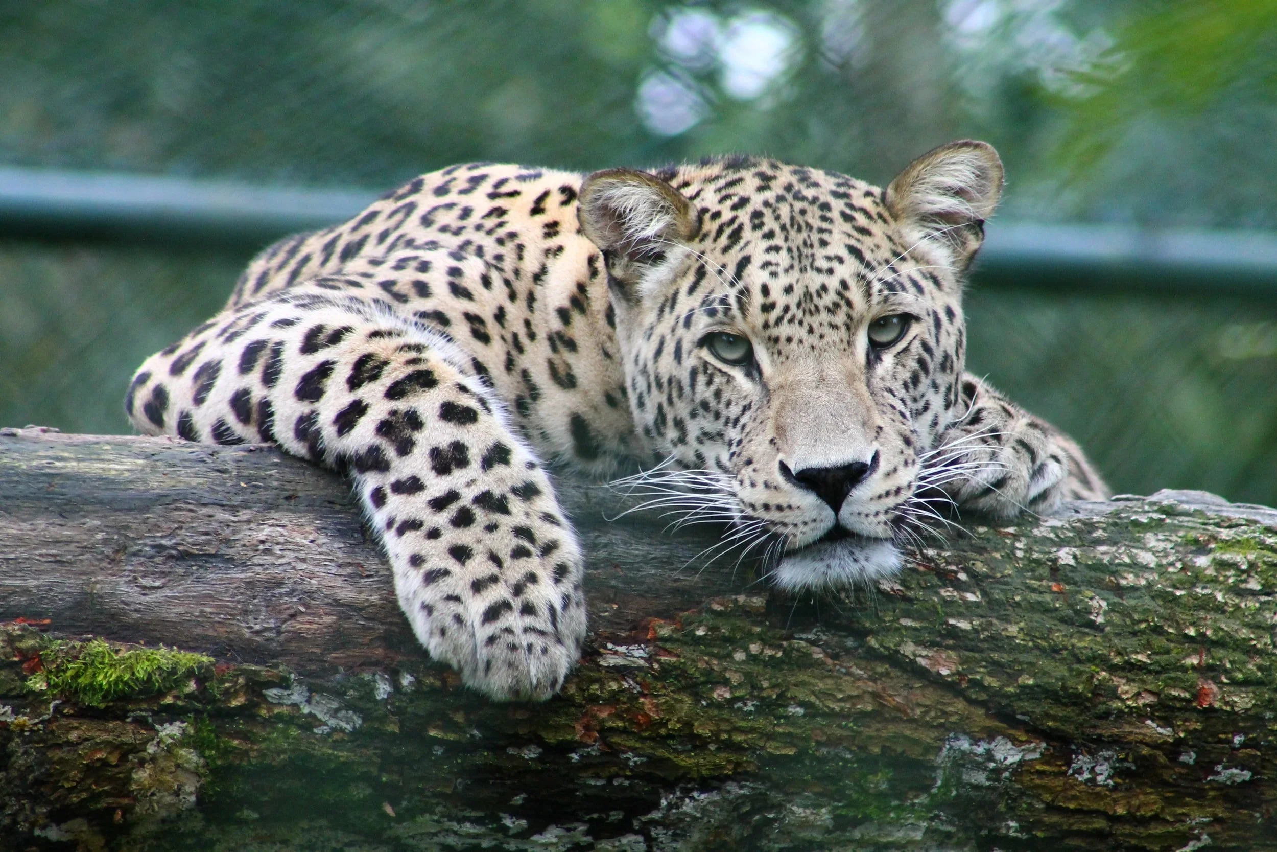 leopard-paipai.webp