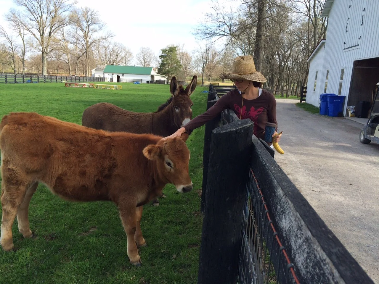 volunteer petting a cow and donkey