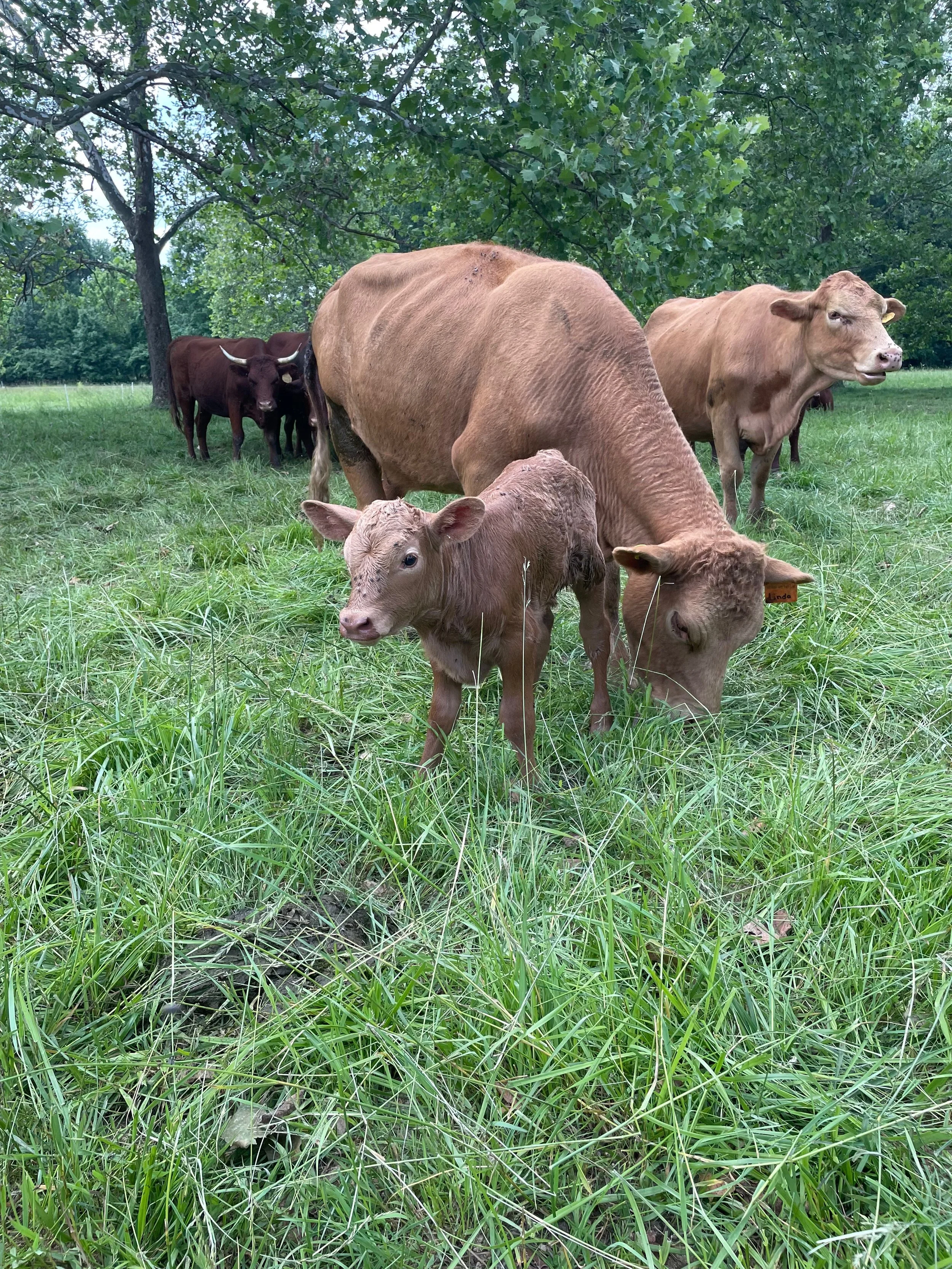 Mama and baby cow