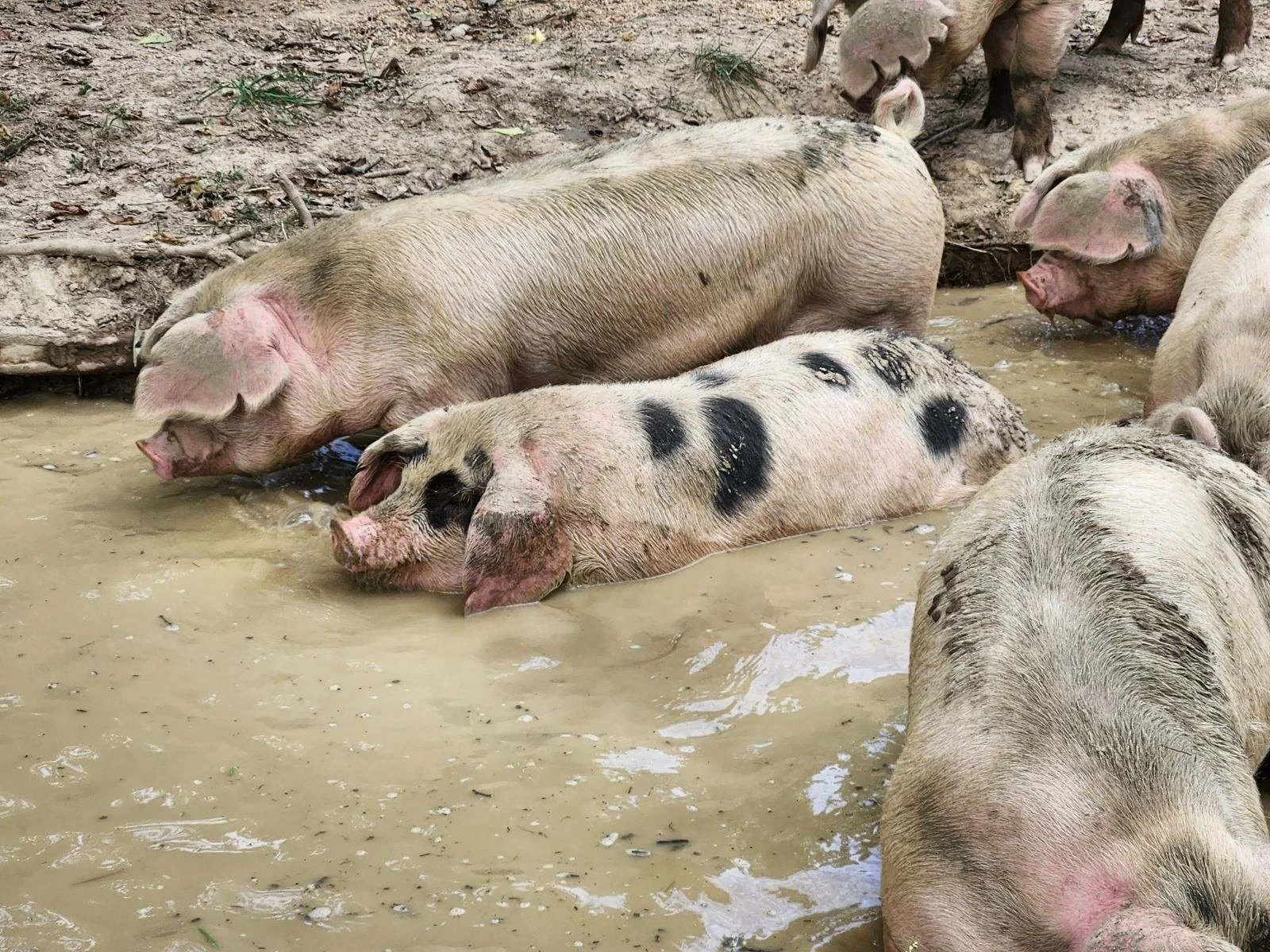 Pigs in a mud bath