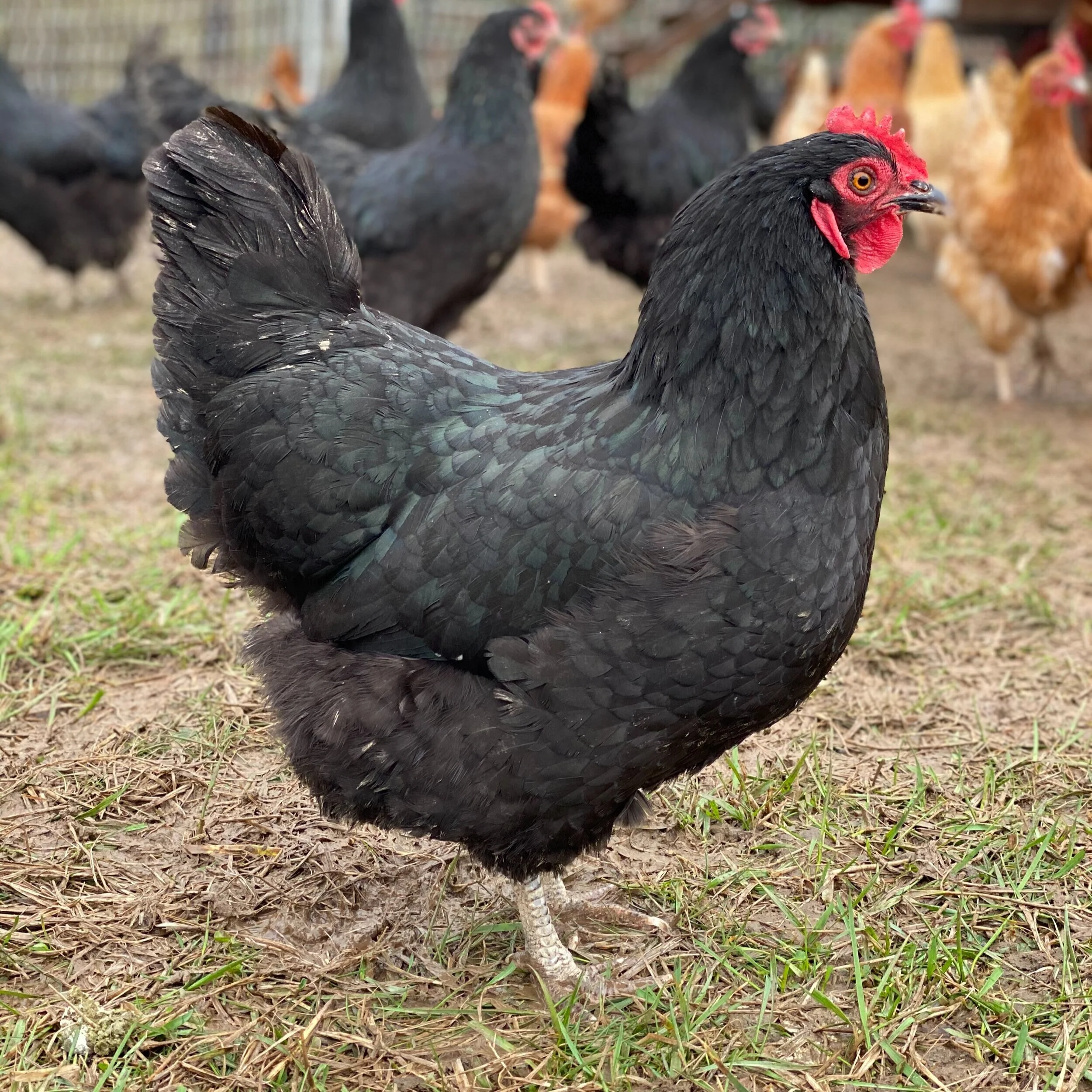 Black chicken with other chickens that are blurred in the background