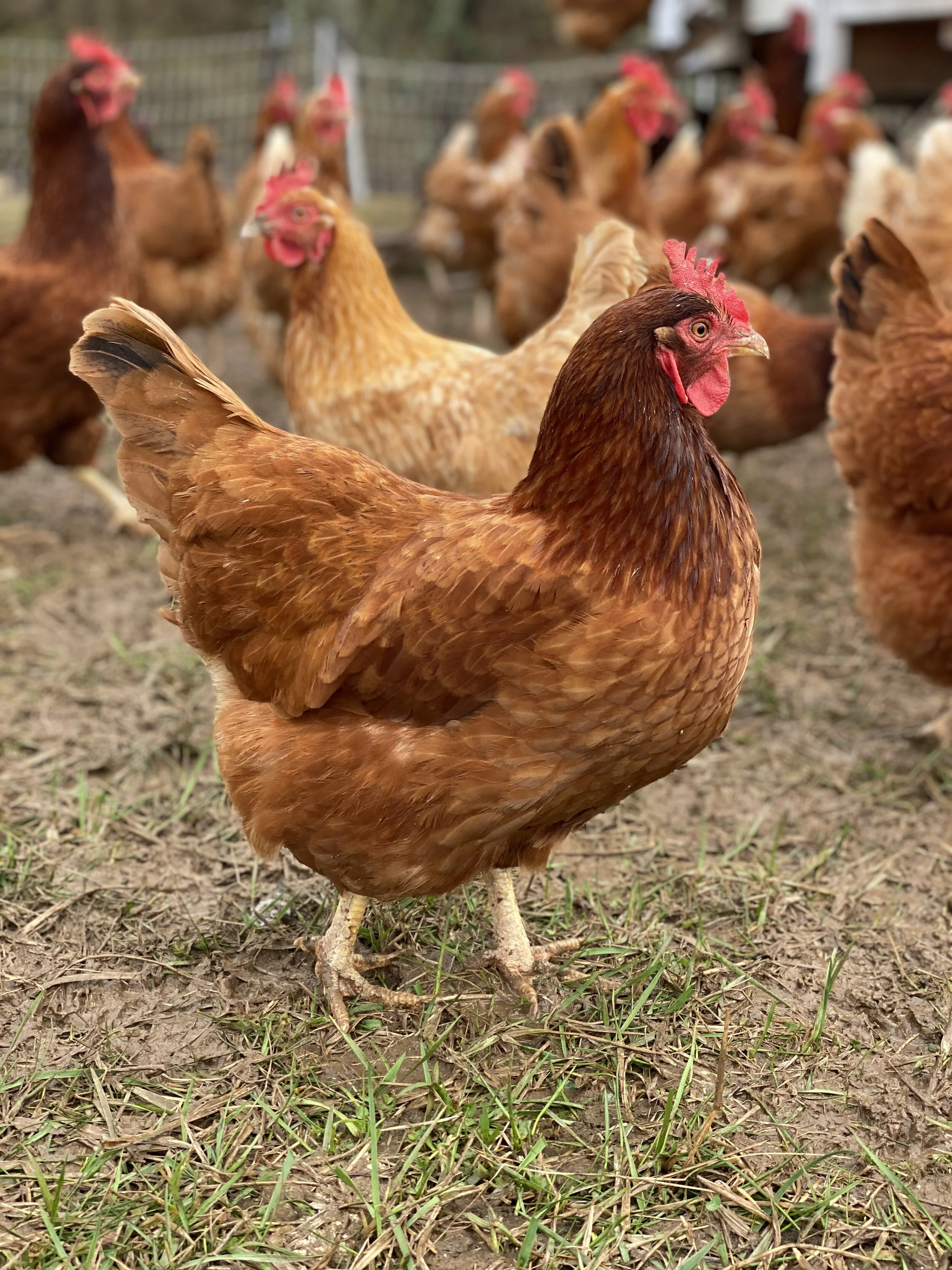 Brown chicken with other chickens that are blurred in the background