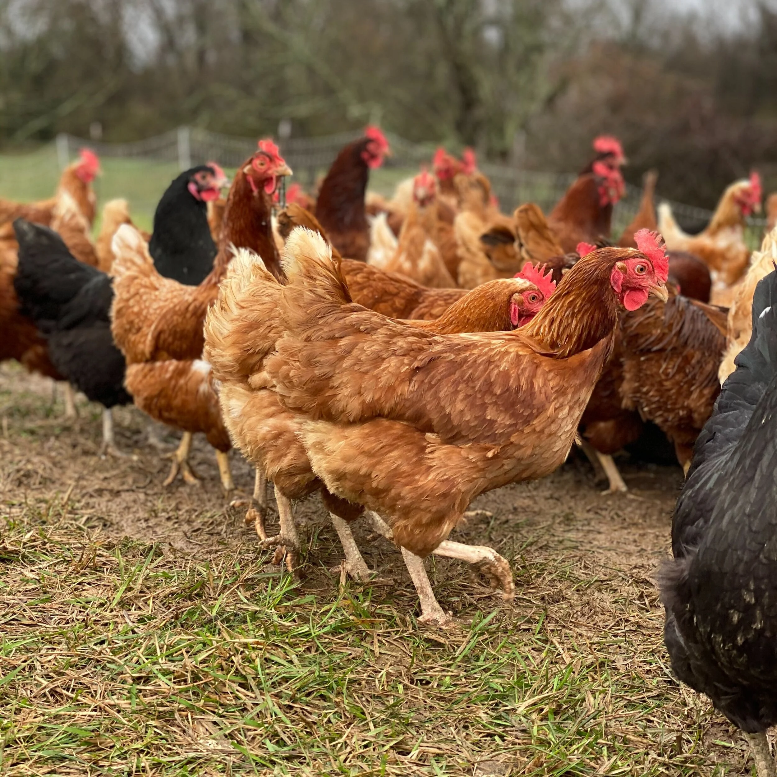 Turner Farm Pasture Raised Laying Chickens