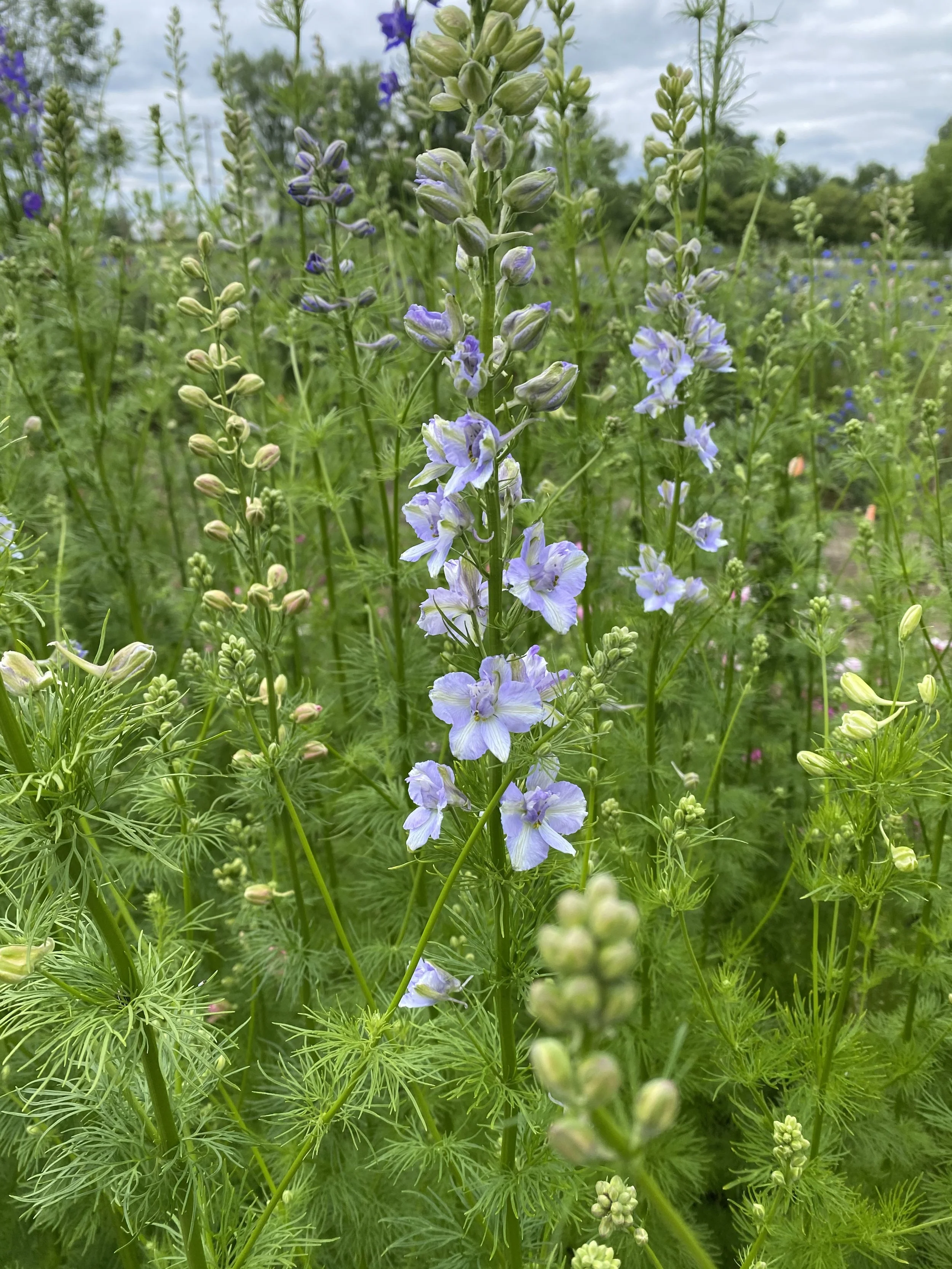 Events — Turner Farm