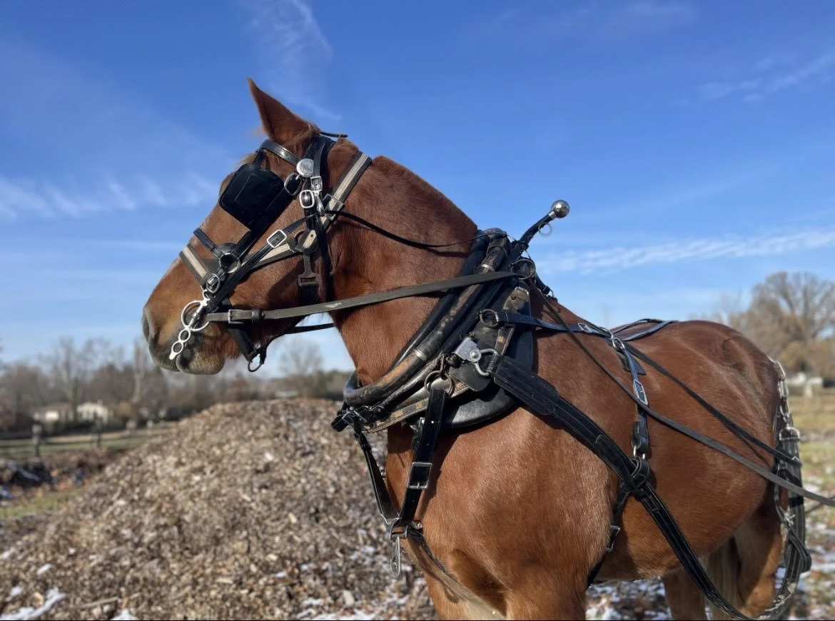 Driving Basics 110: Working with a Single Horse (November 15)