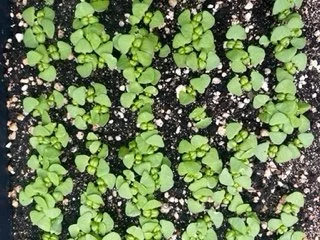 Seed Starting (March 11)