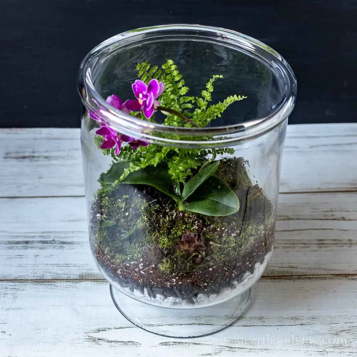 Terrariums (Feb 25)