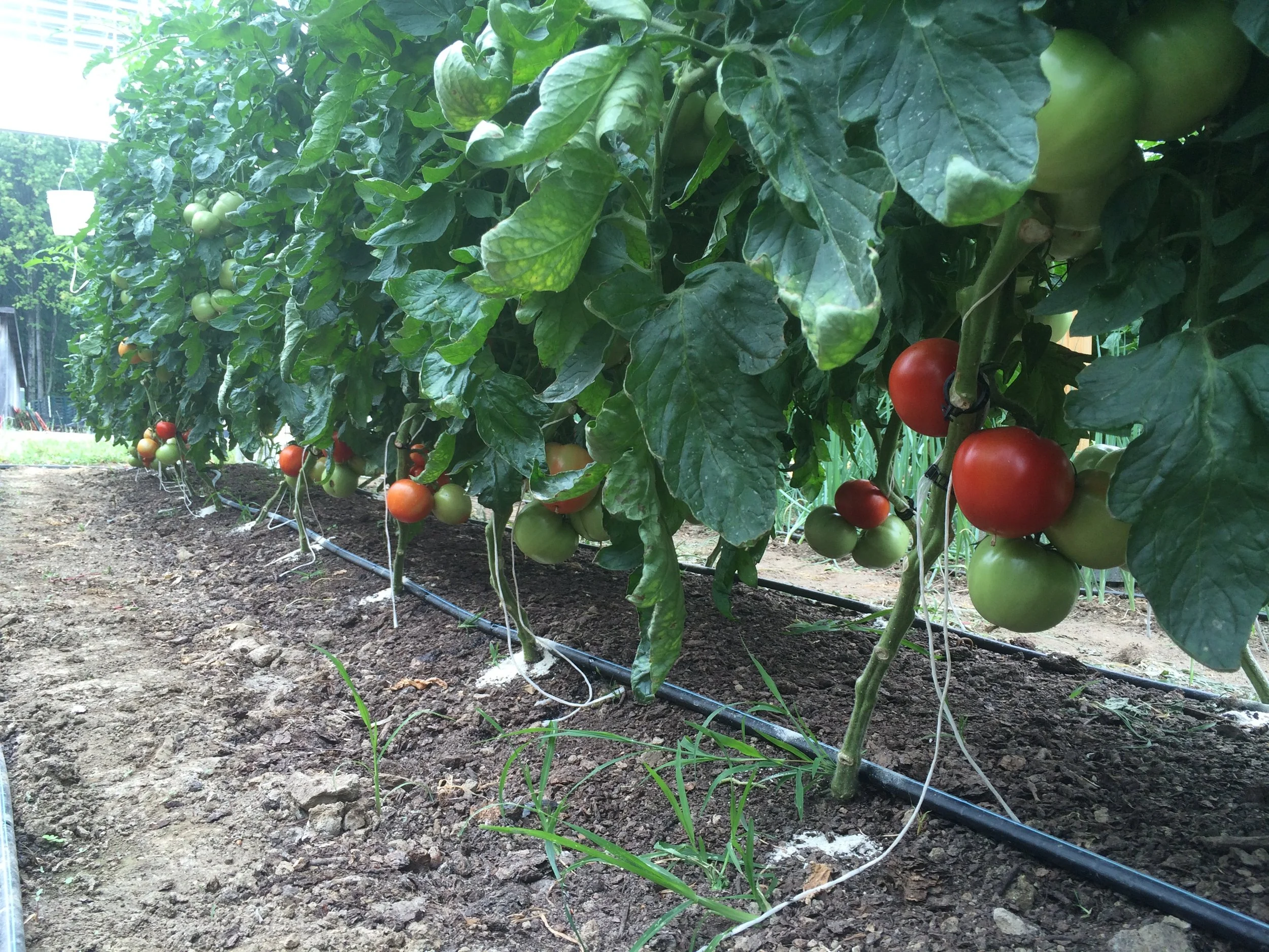 All Things Tomatoes (April 15)