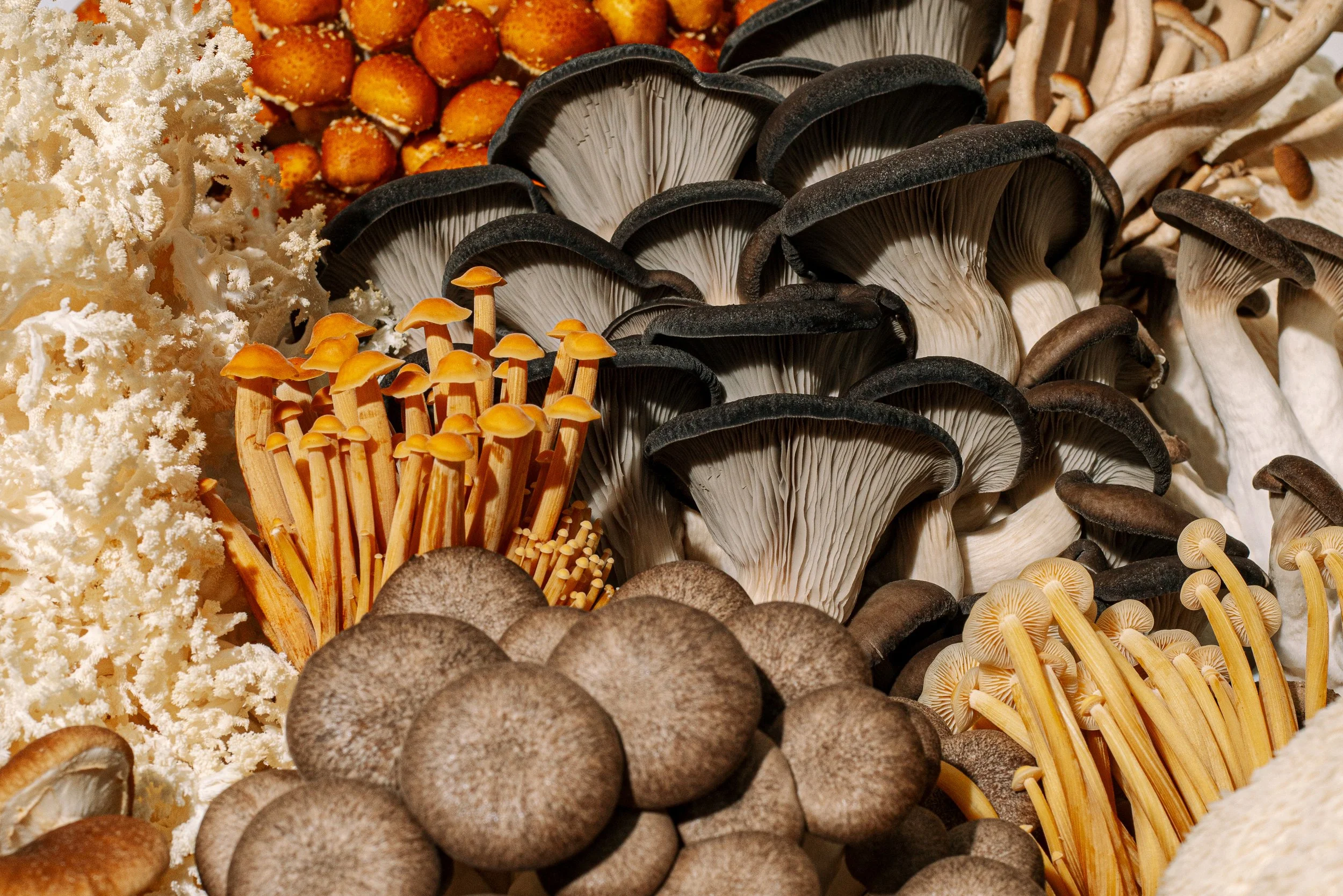 Mushroom Dinner: A Turner Farm &amp; Rich Life Farm Collaboration (April 30)