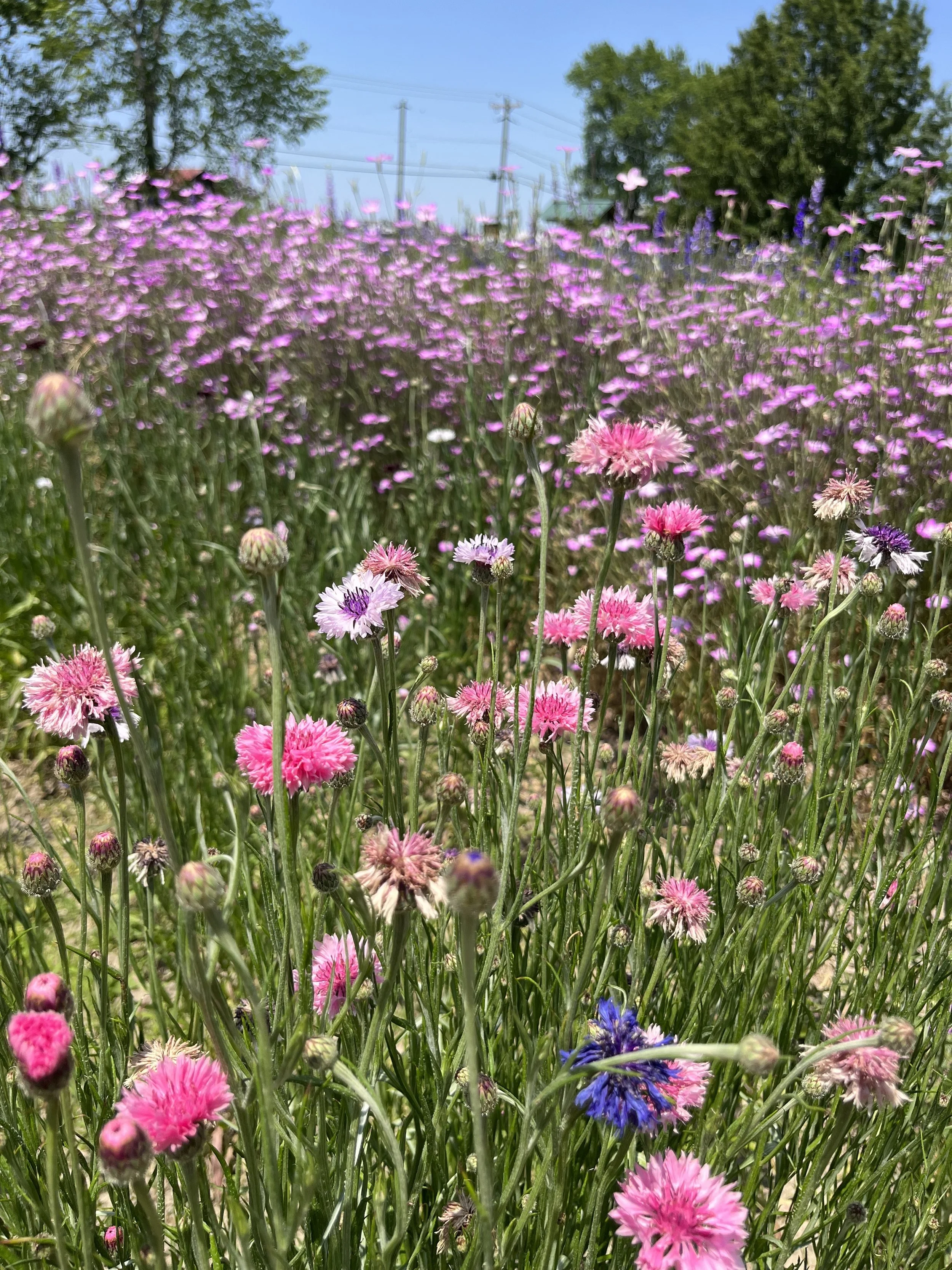 Spring Flower Arranging