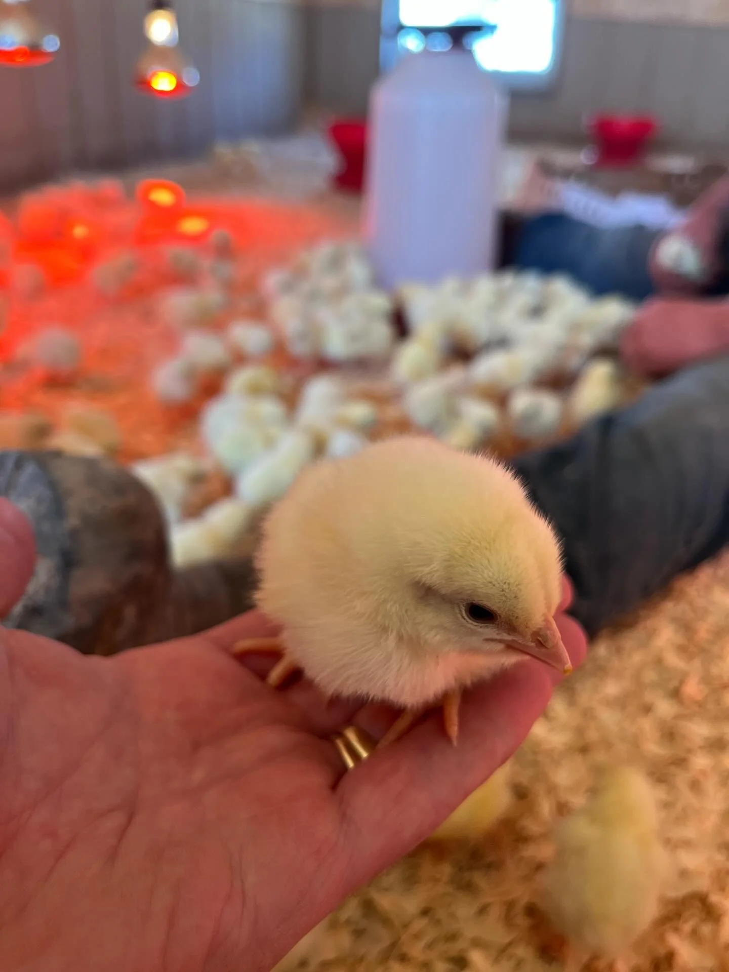 Backyard Chickens Class w/ Danny and Levi (May 7)