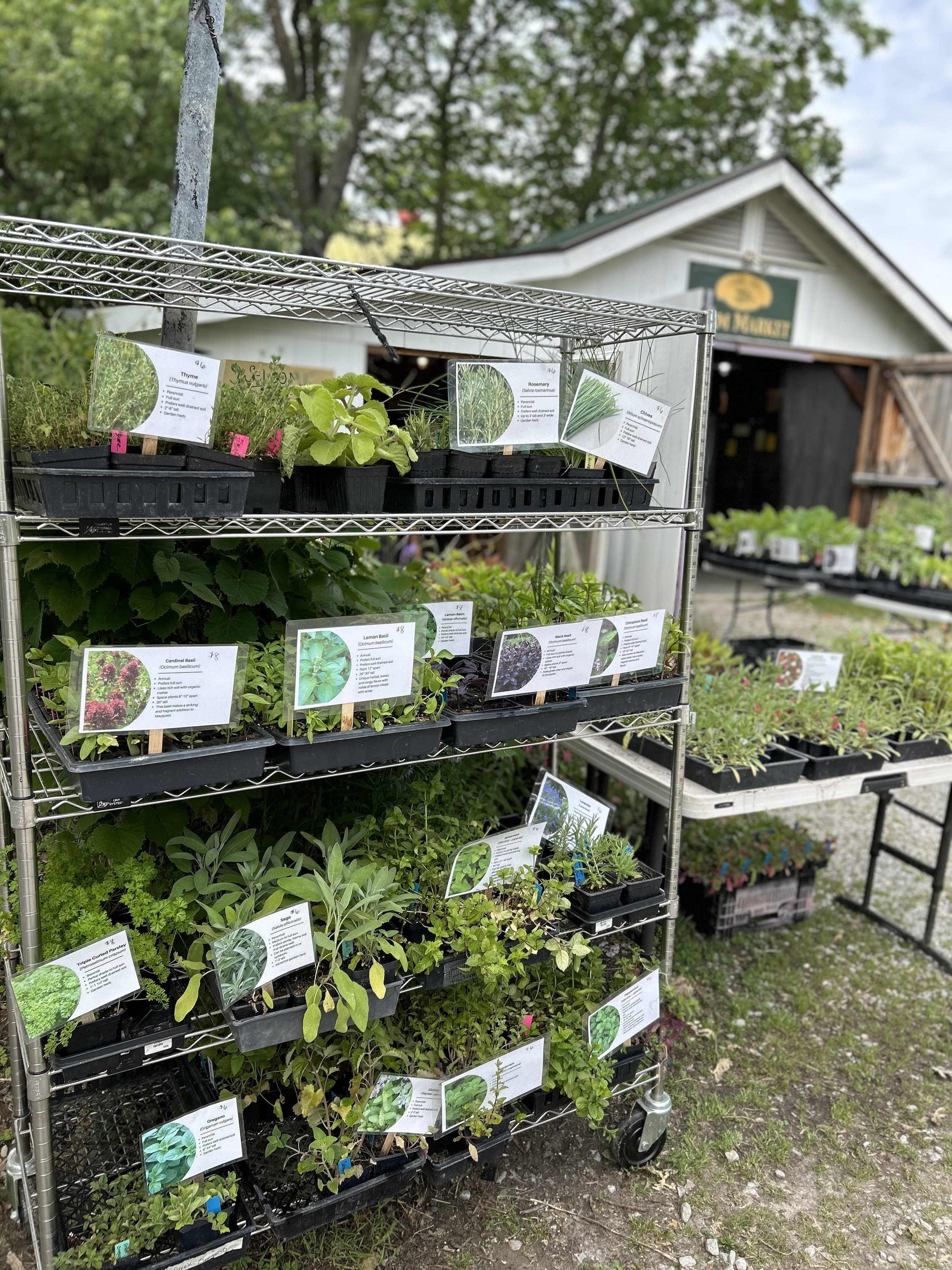Annual Plant Sale
