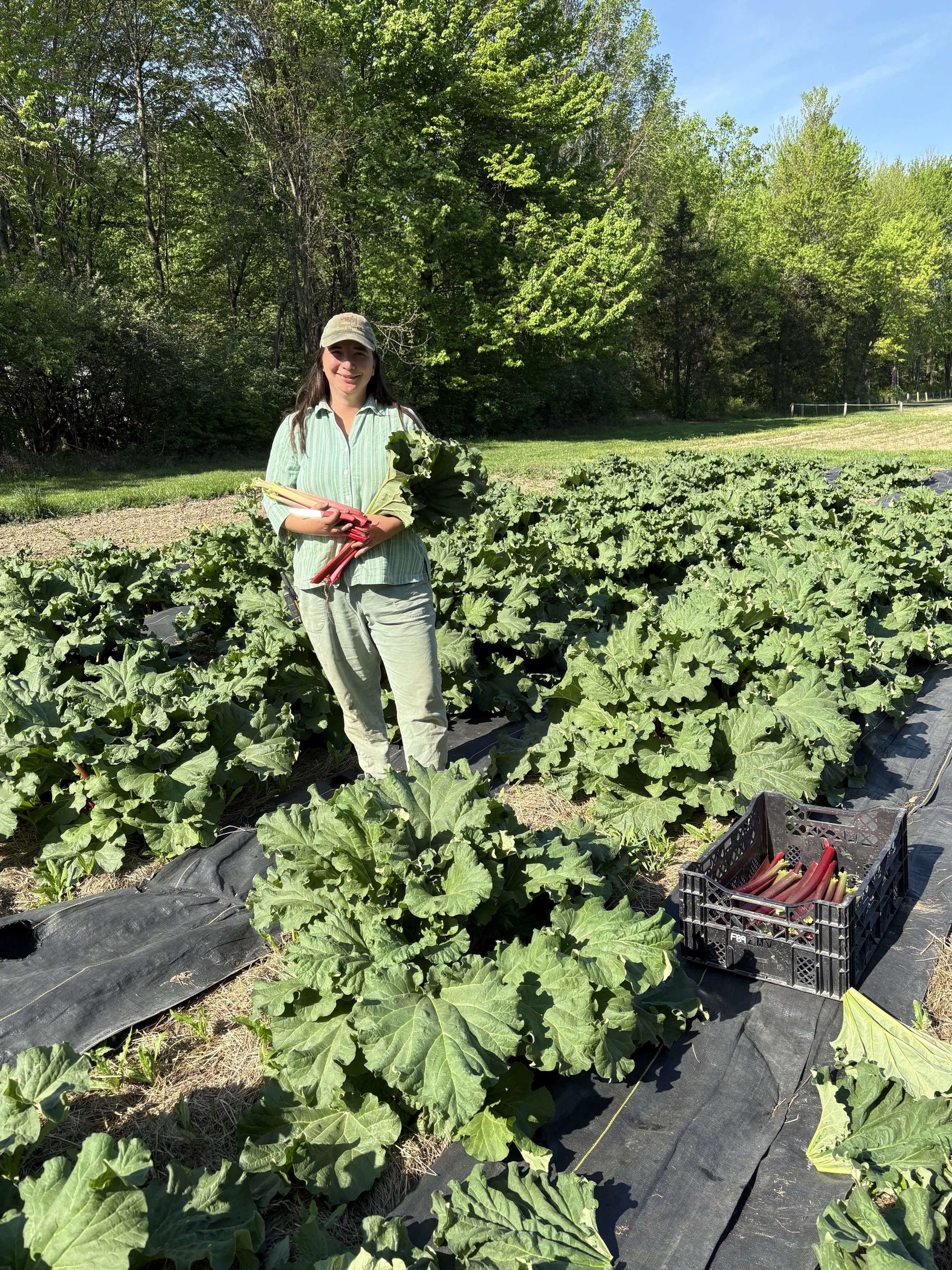 Woman in a rutabaga field