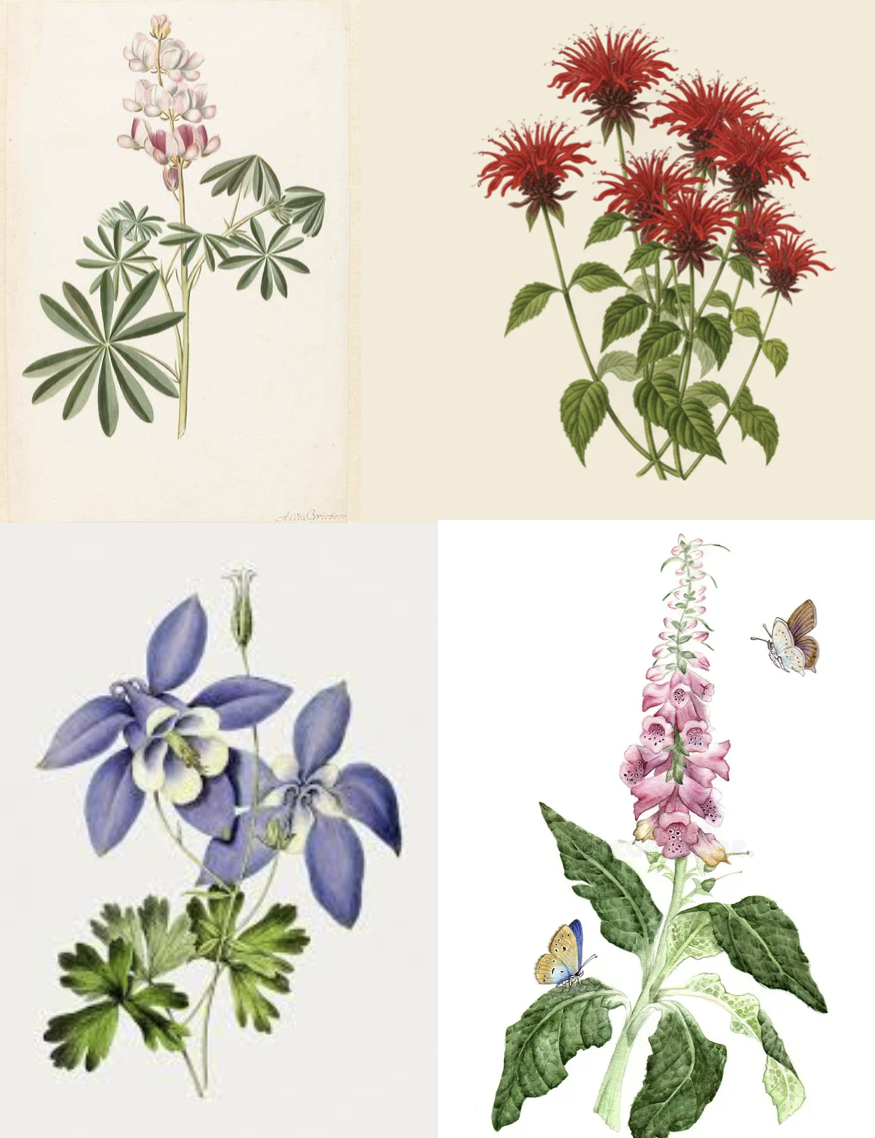 Demystifying perennials and biennials.png