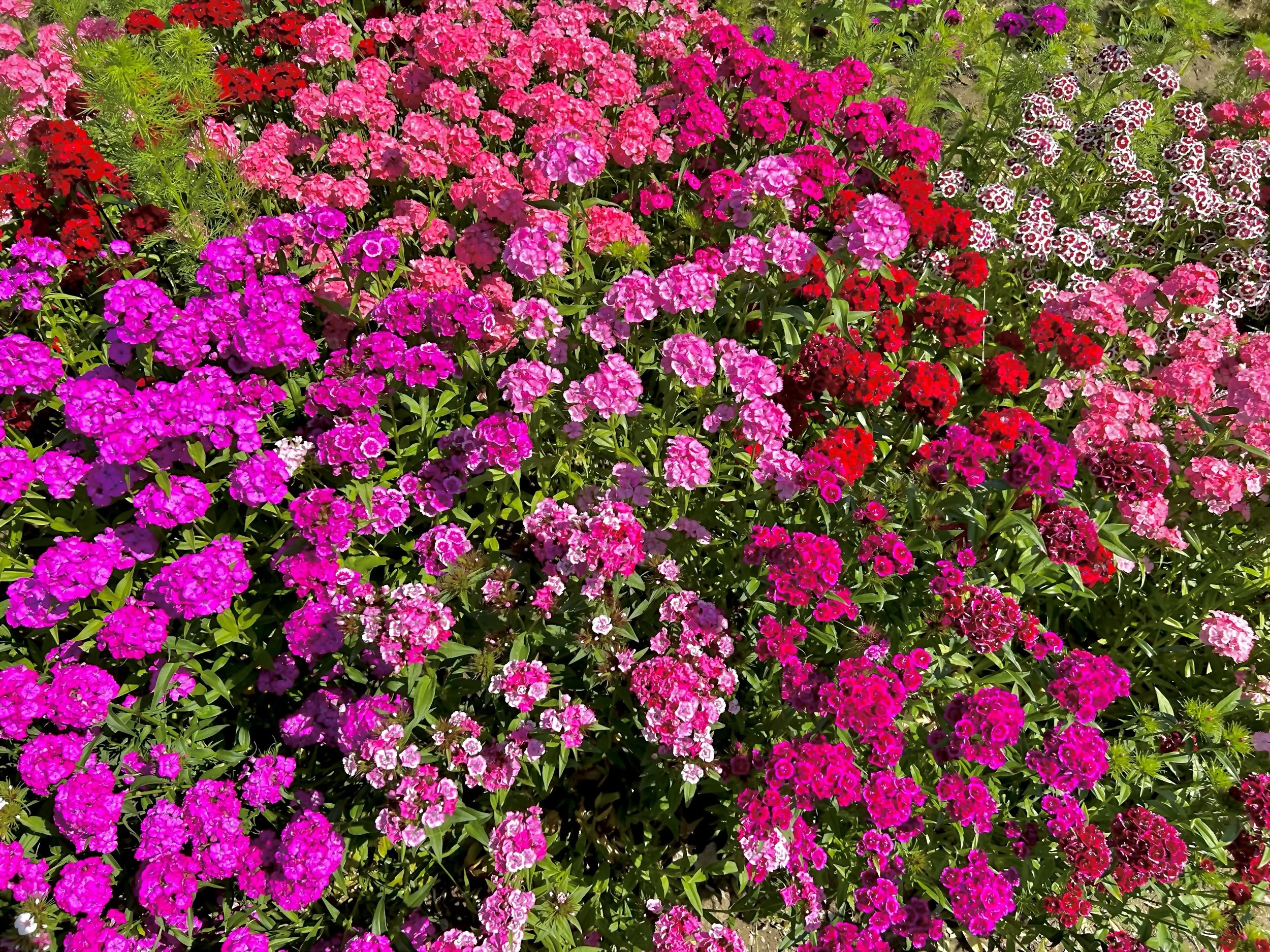 lots of pink flowers