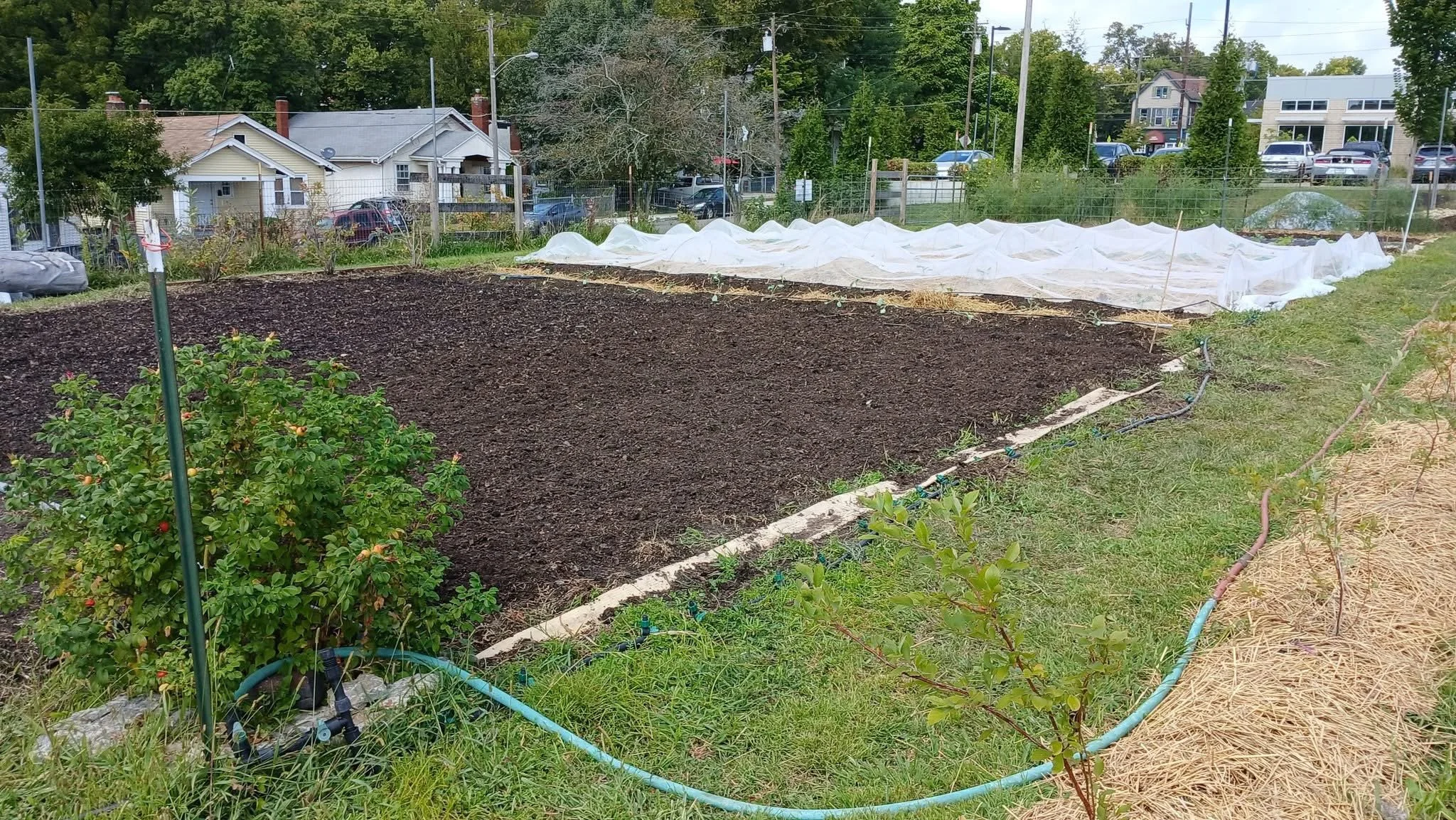 Freshly tilled garden ready for seeds. There is a large bush on the left side and a garden with netting over it on the right side.