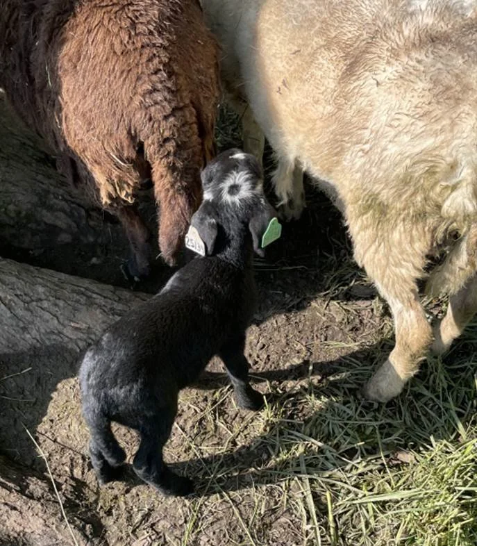lamb with a halo marking on its head