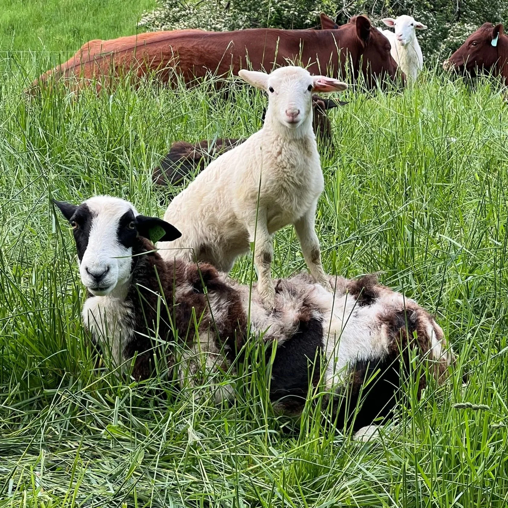 lamb standing on a spotted sheep in a field