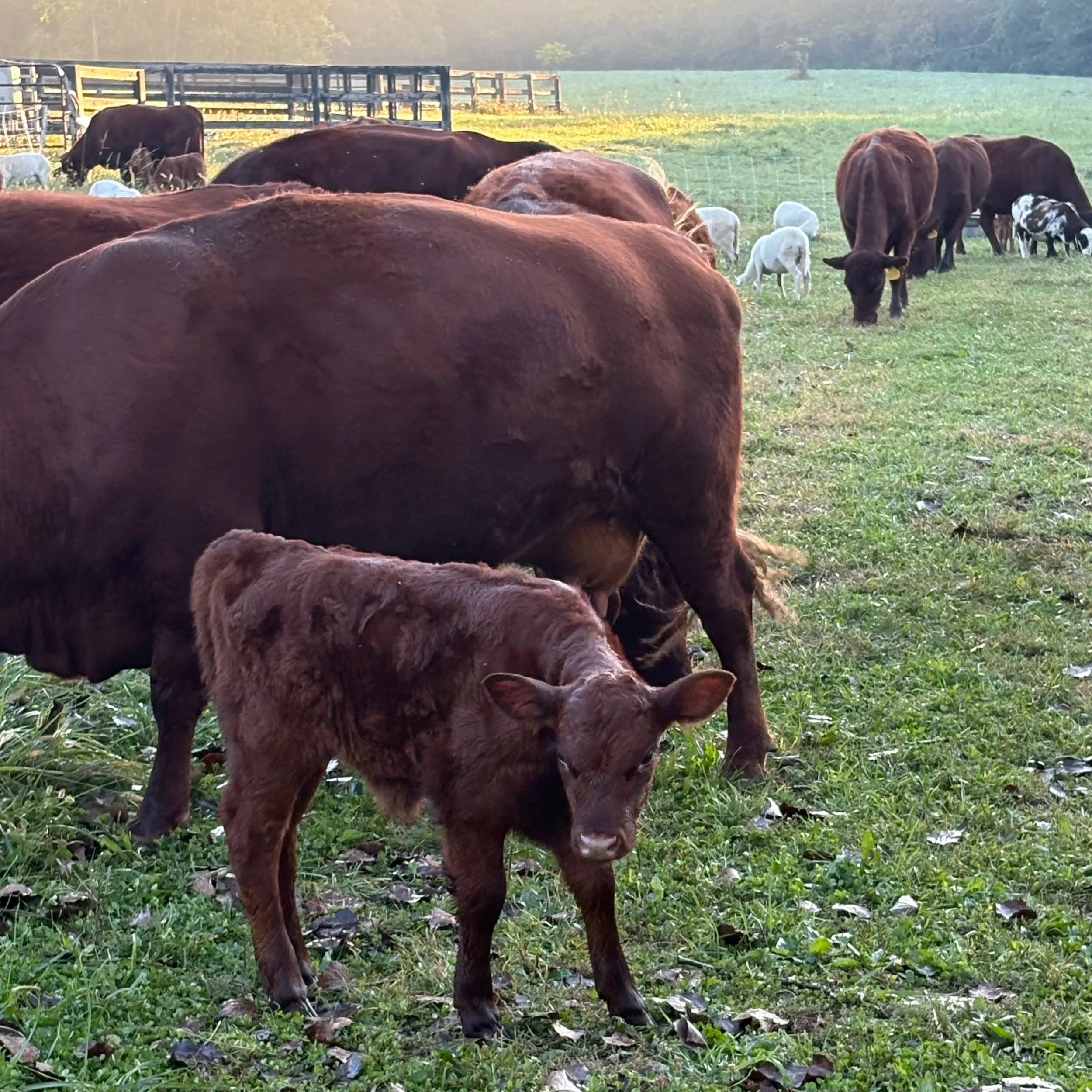 Cows in a field