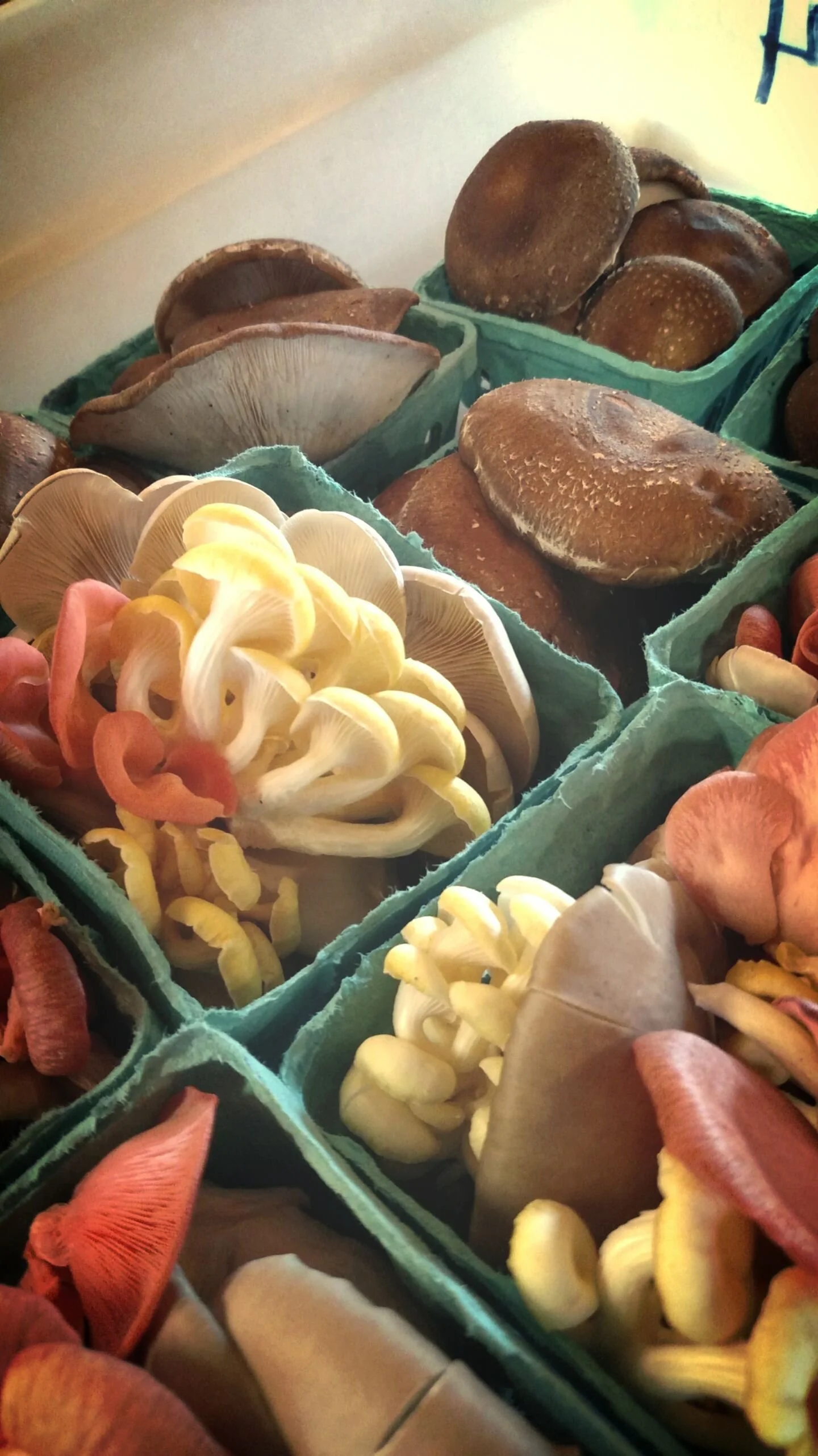 mushrooms (1).jpg