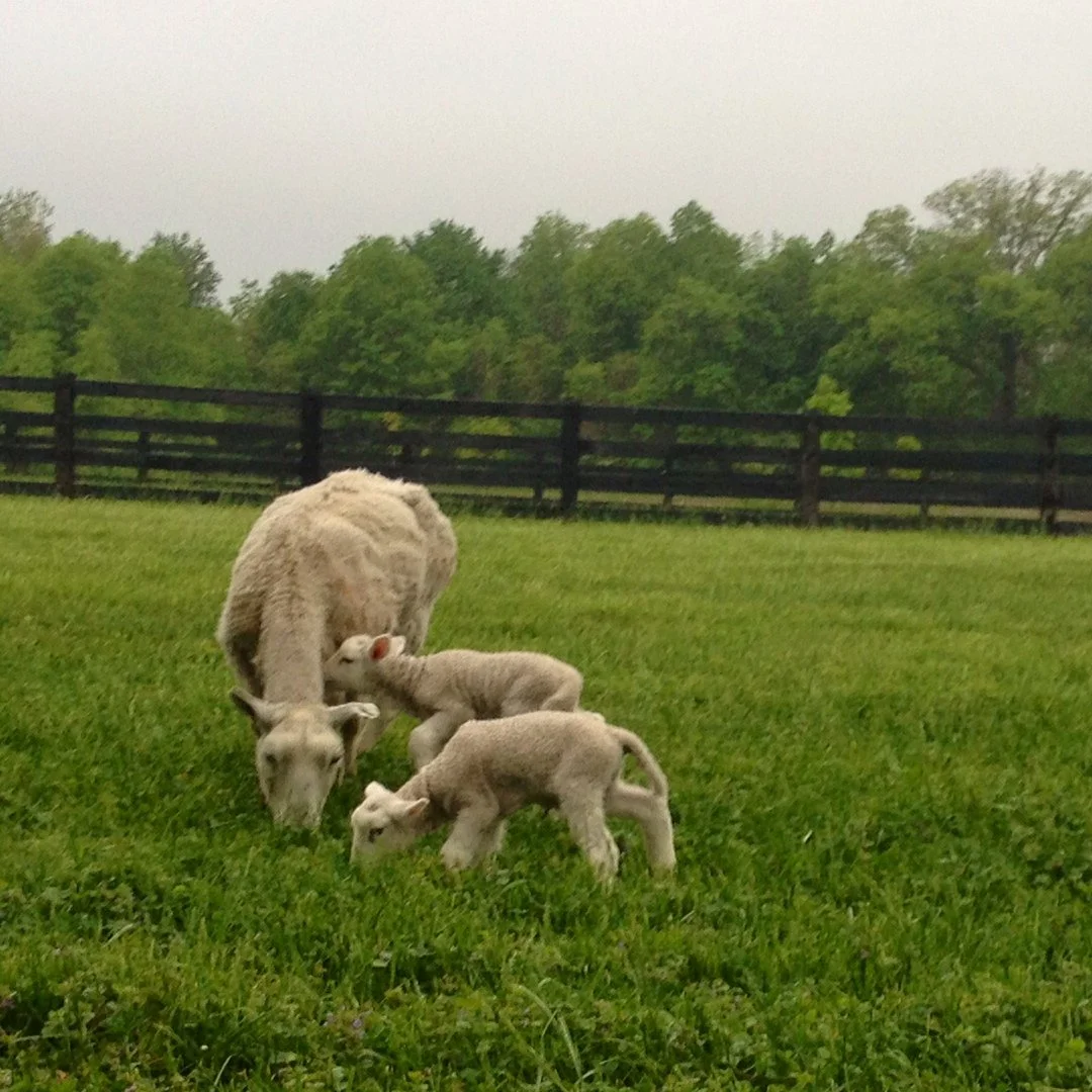 Ewe in a field with her twin lambs