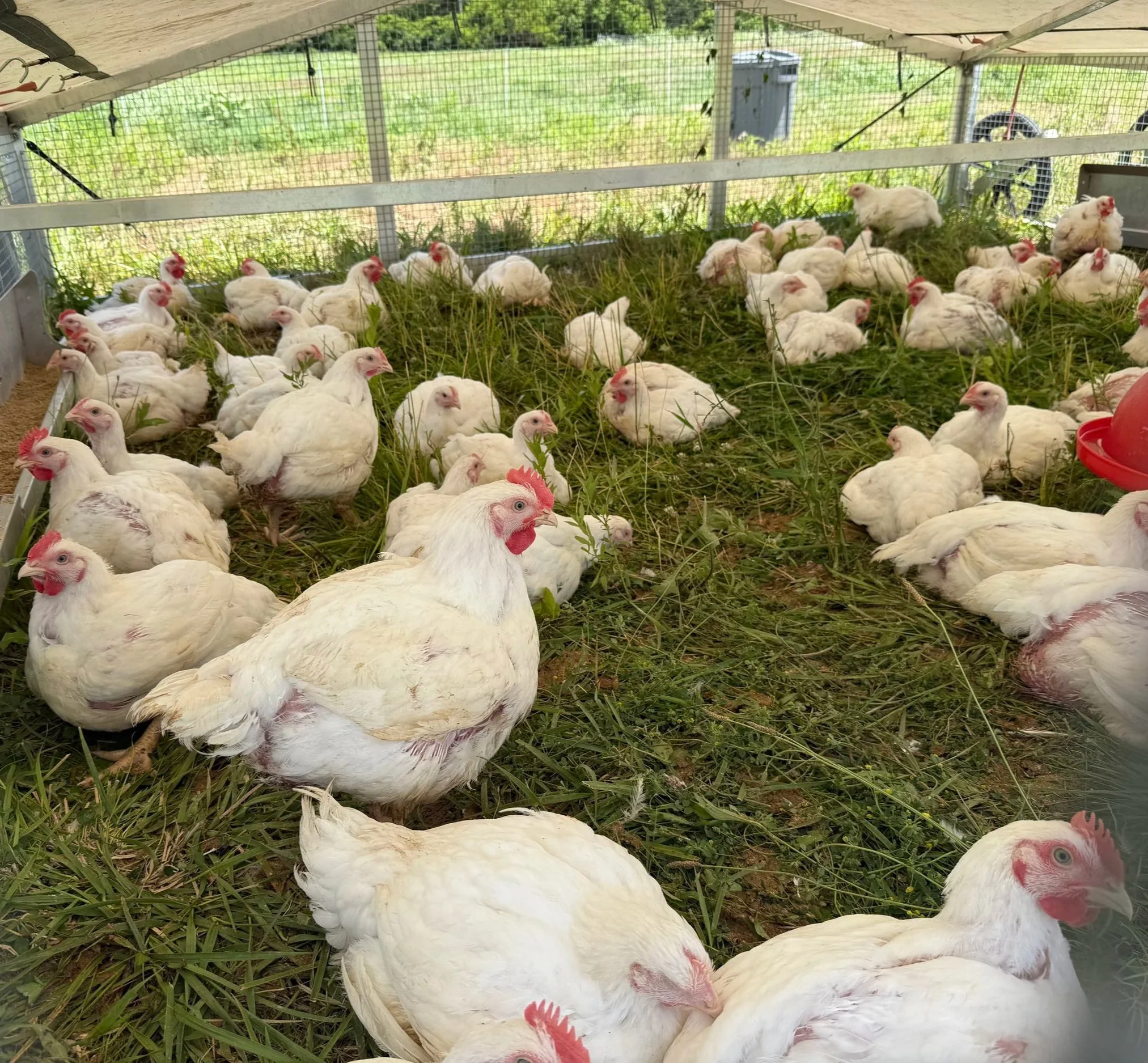 several white chickens on pasture