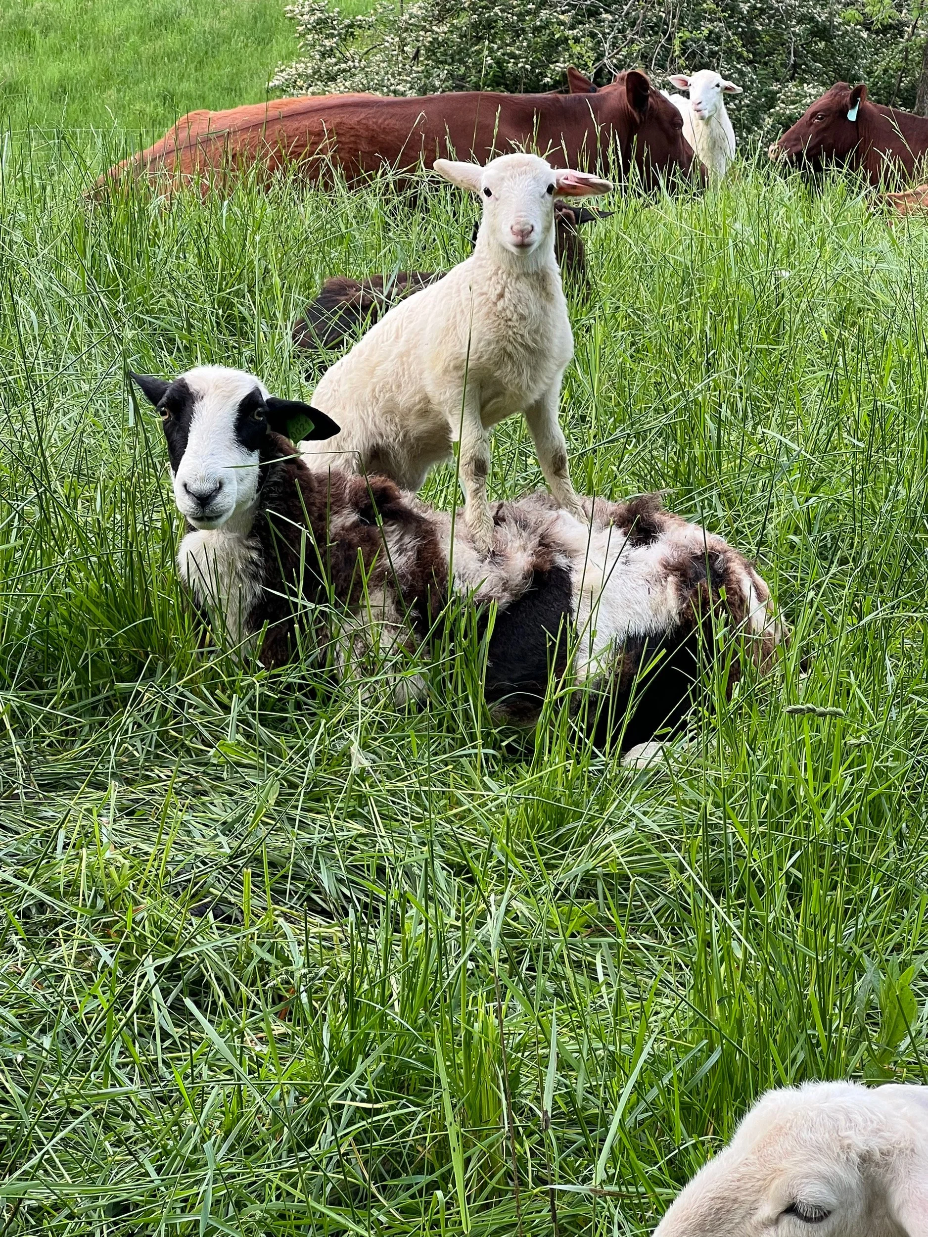 A sheep standing on another sheep