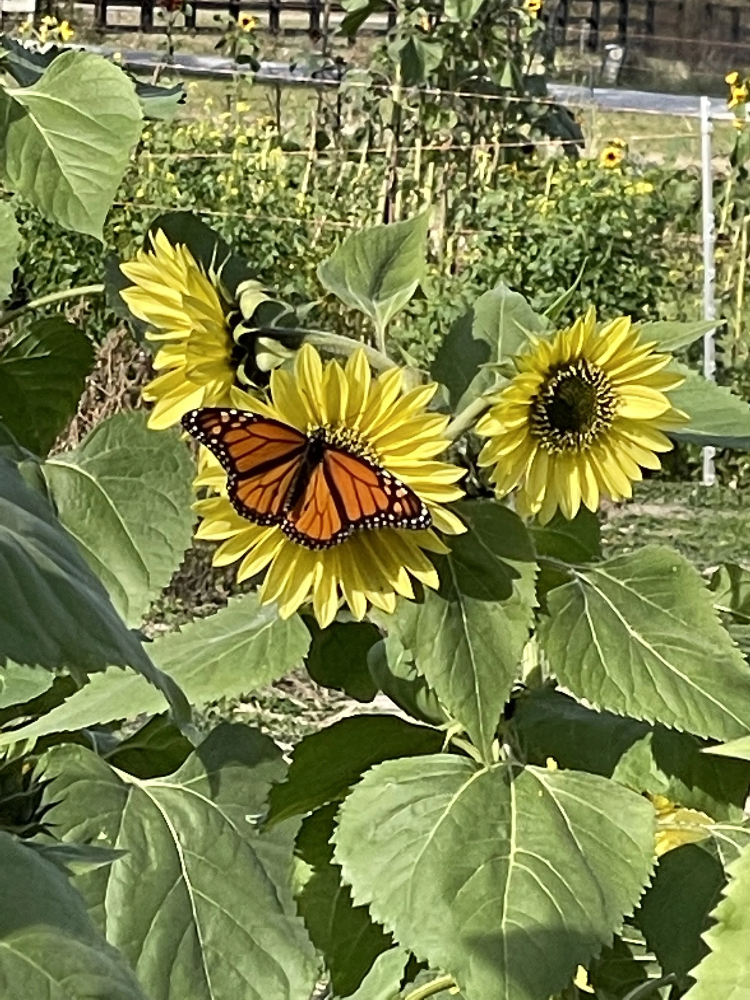 butterfly sunflowers.jpg