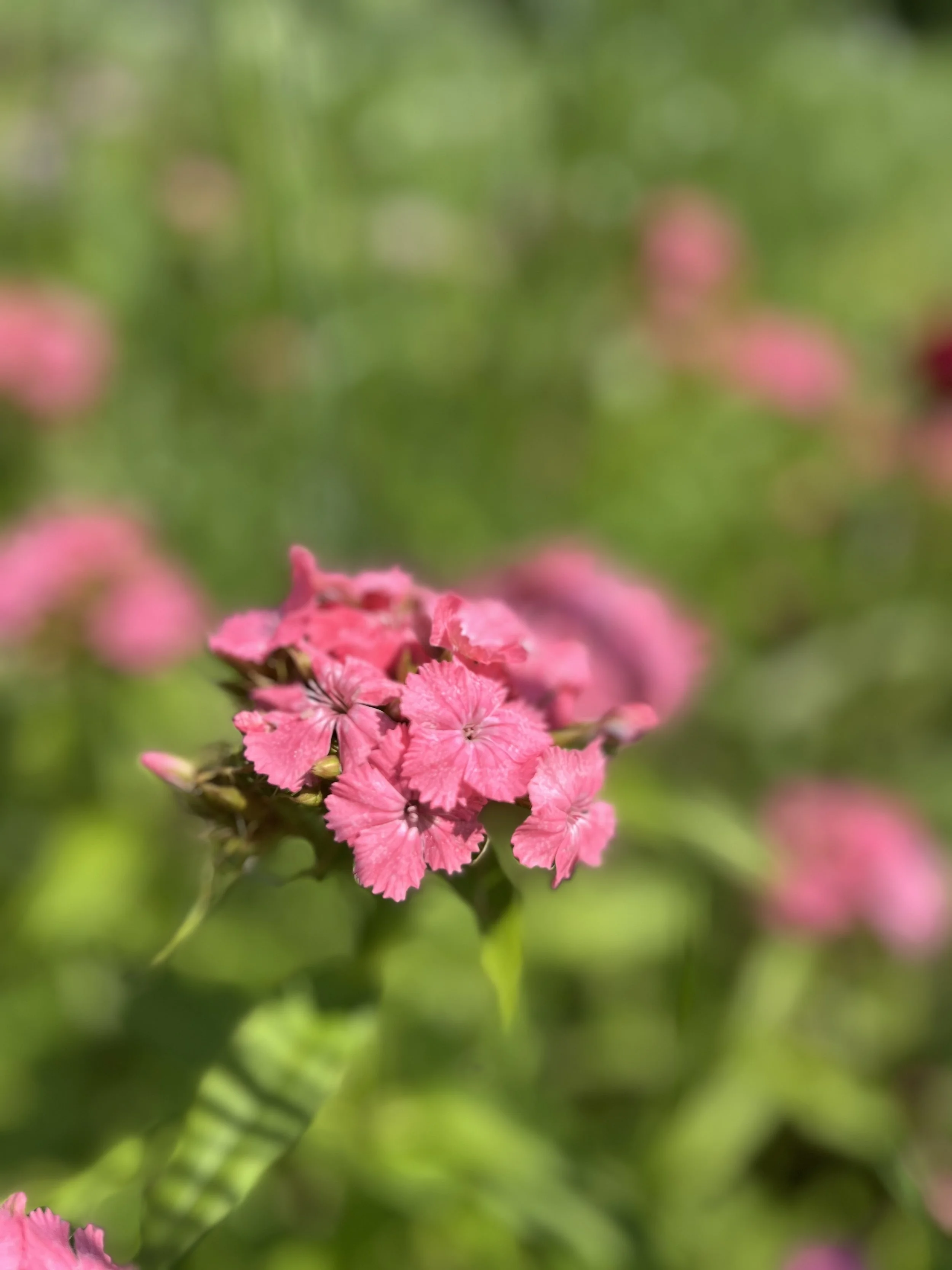 pink flowers.jpg