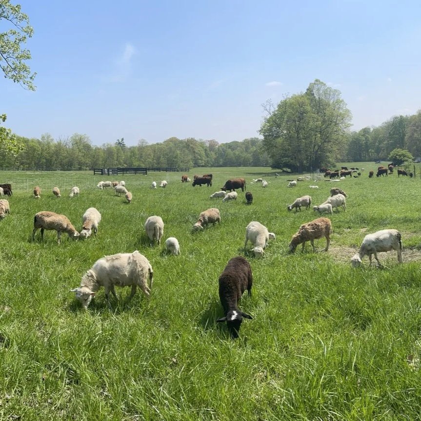 Sheep in a field