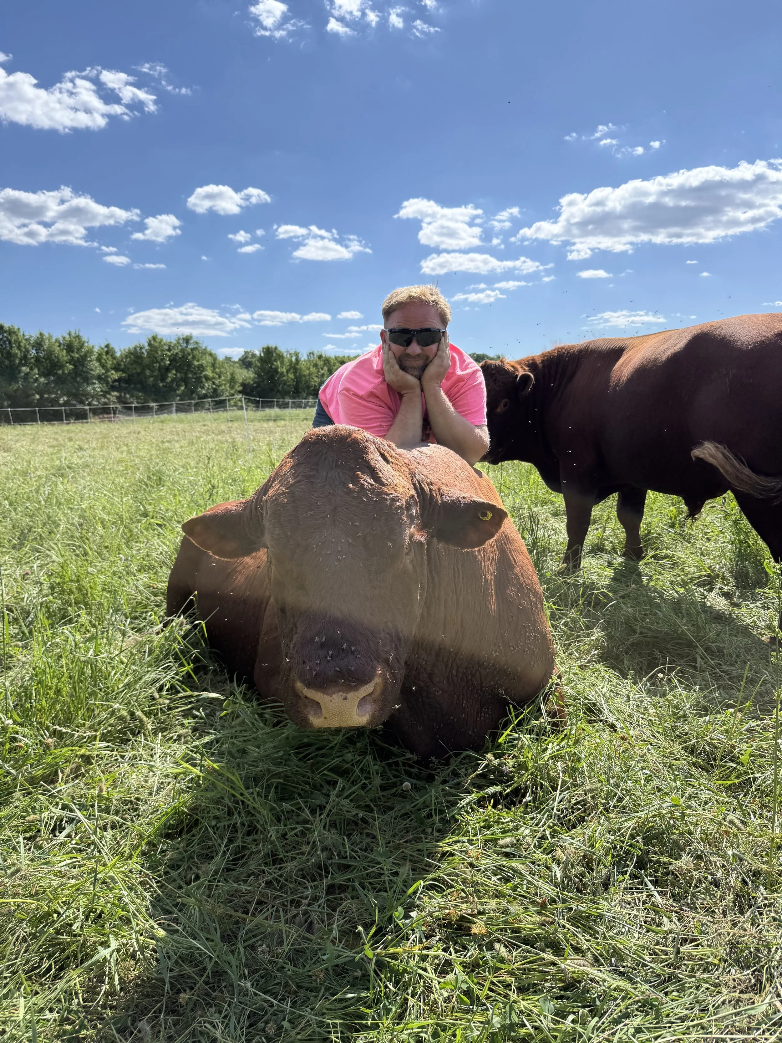 Man in a pink shirt leaning on a bull in a field