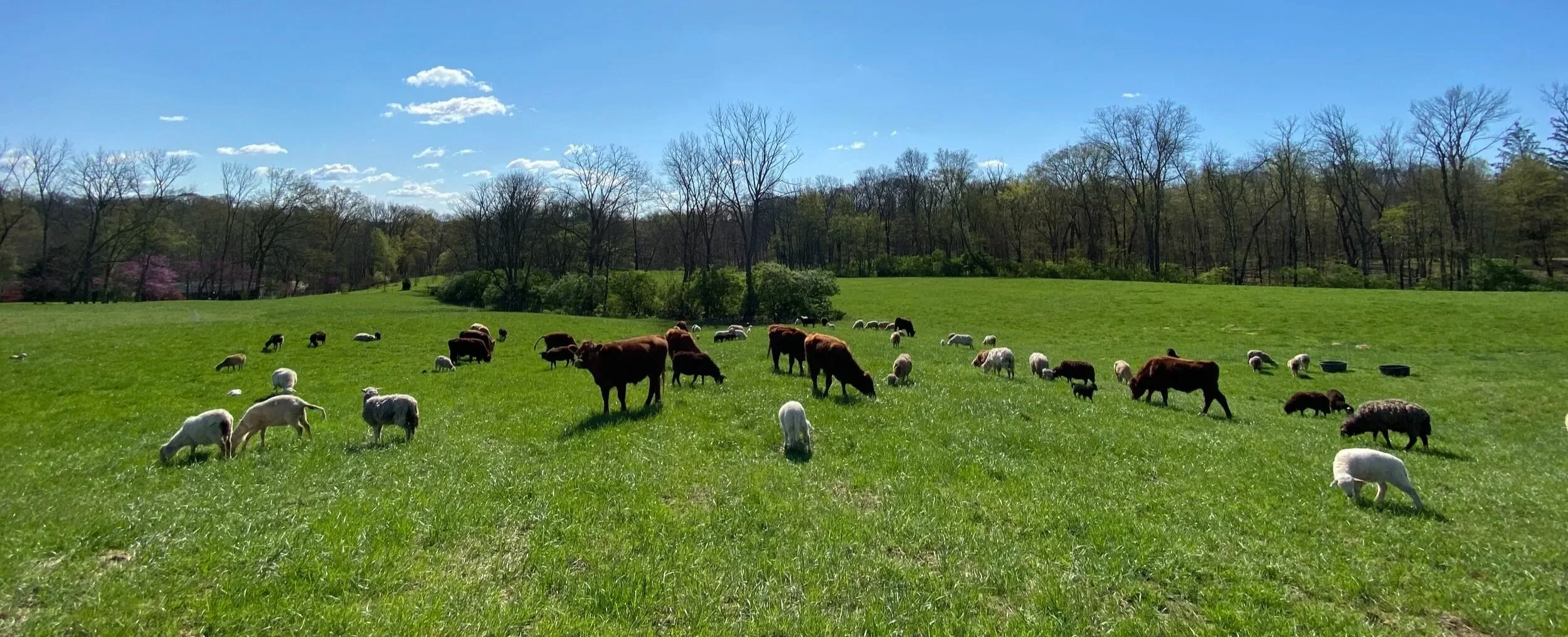 lots of sheep and red devon cattle standing in a field