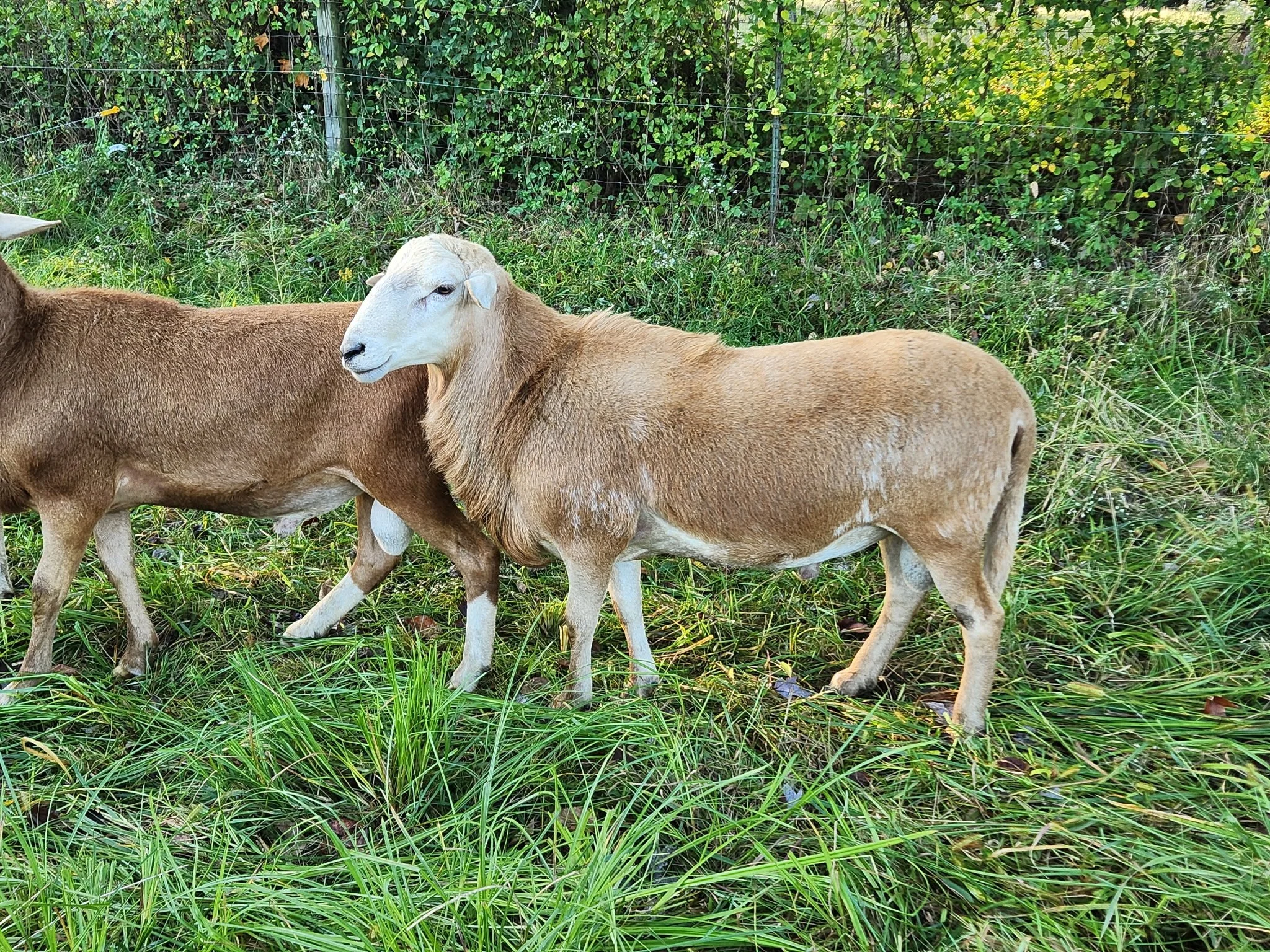 A brown ram standing in a field of tall grass