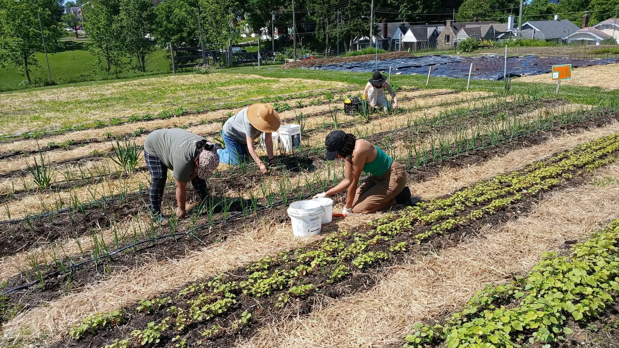 Four people weeding onions in a large garden