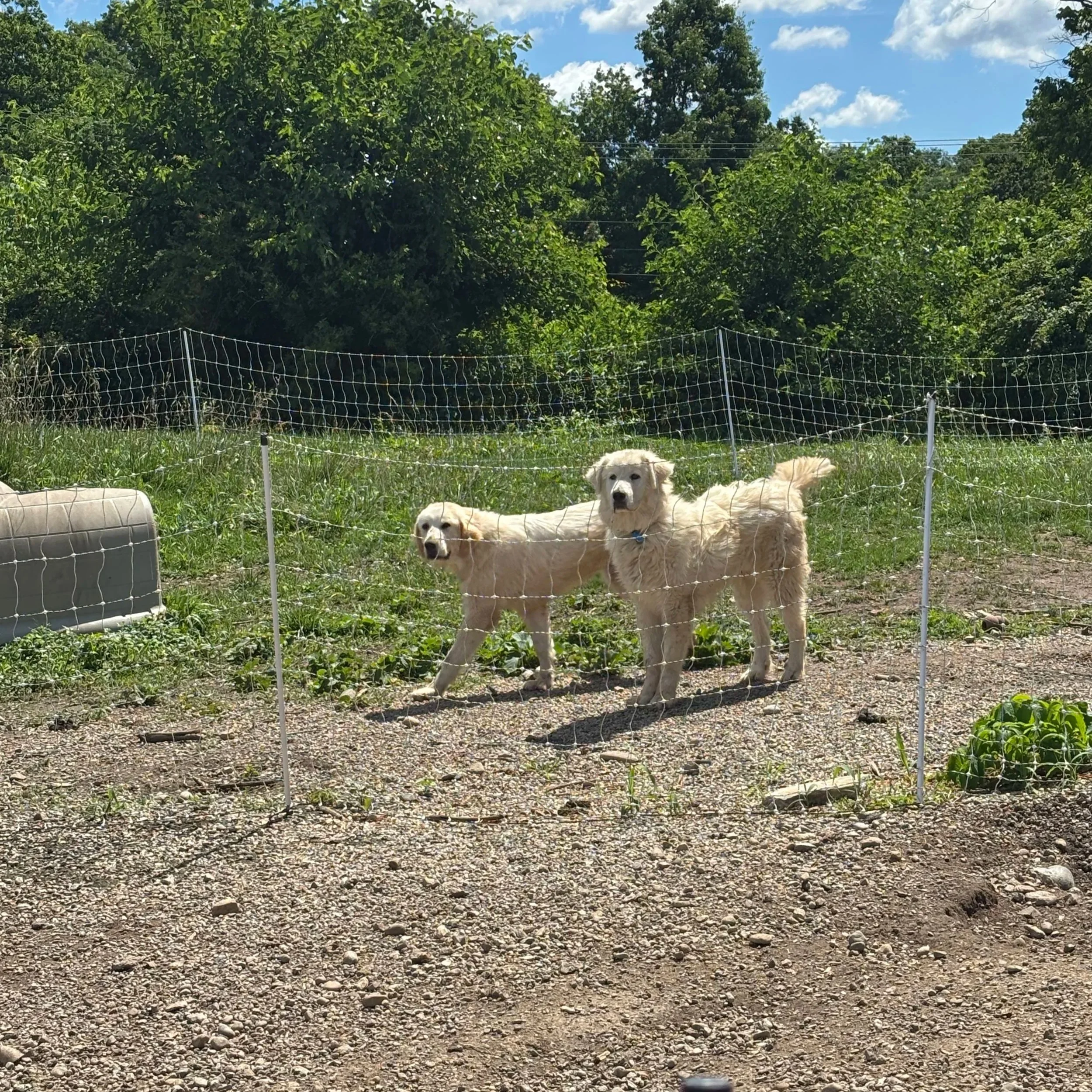 2 great pyrenees puppies standing in pasture