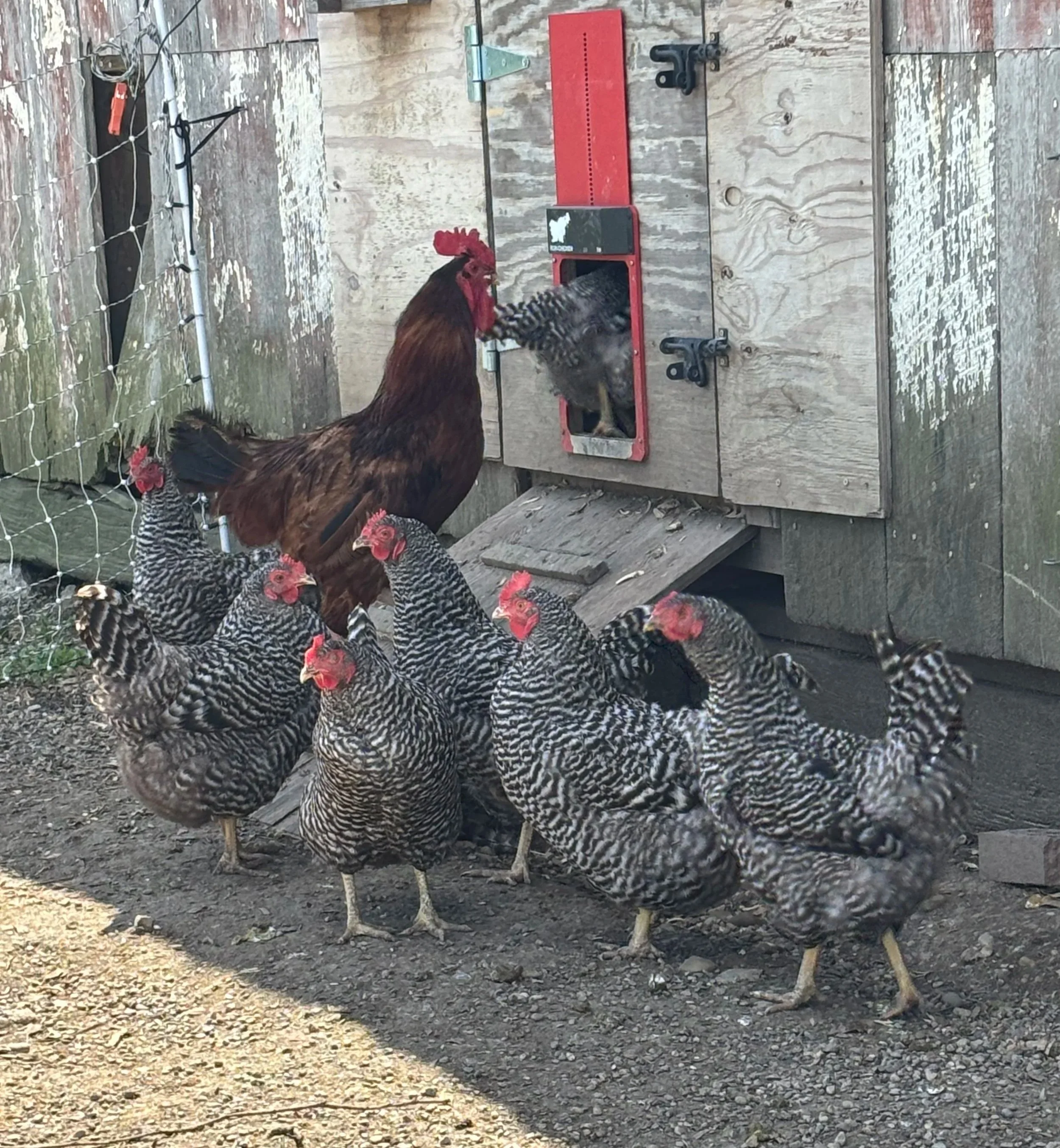 6 black and white chickens with a brown rooster standing around a grey chicken coop