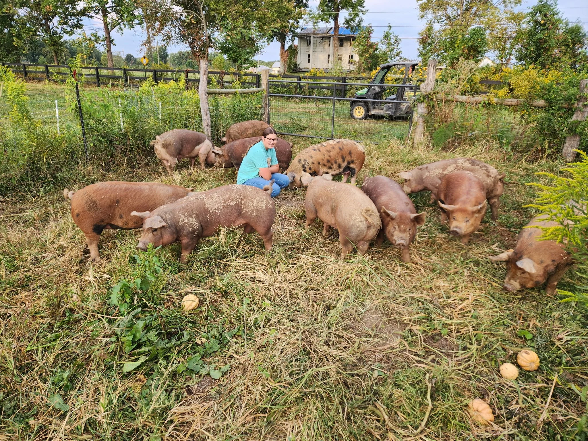 Several brown pigs gathering around a woman in a blue shirt