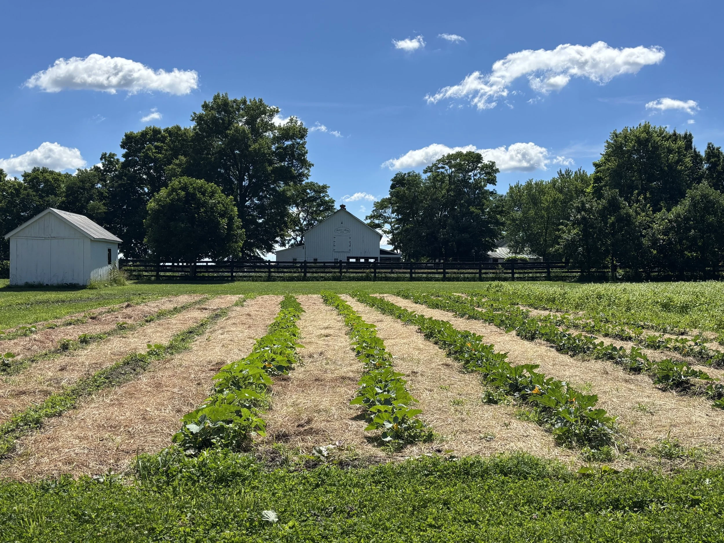 field with vegetables growing with a barn in the background