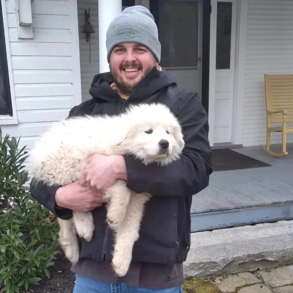livestock worker holding a great pyrenees puppy