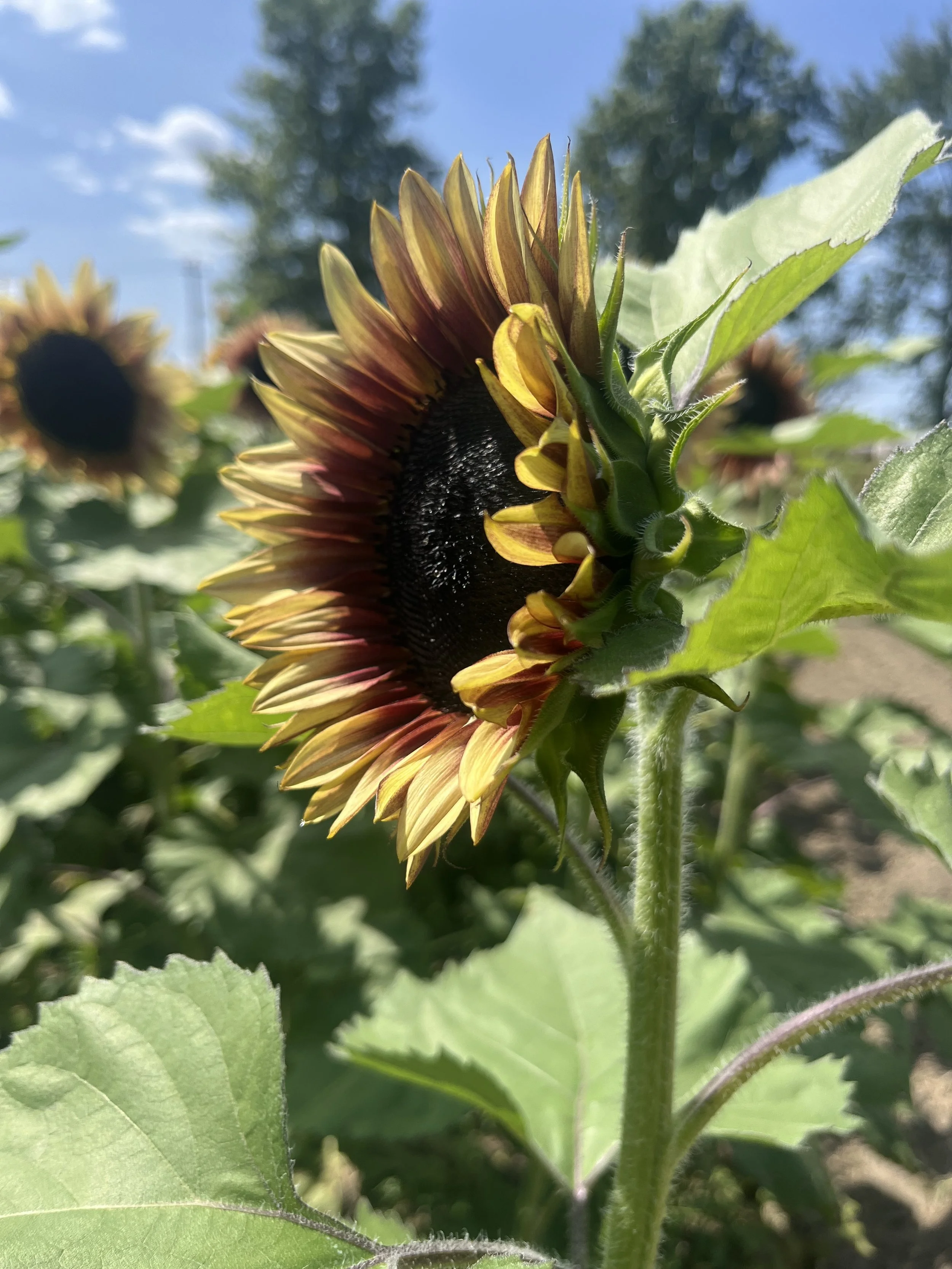 Sunflower5.jpeg