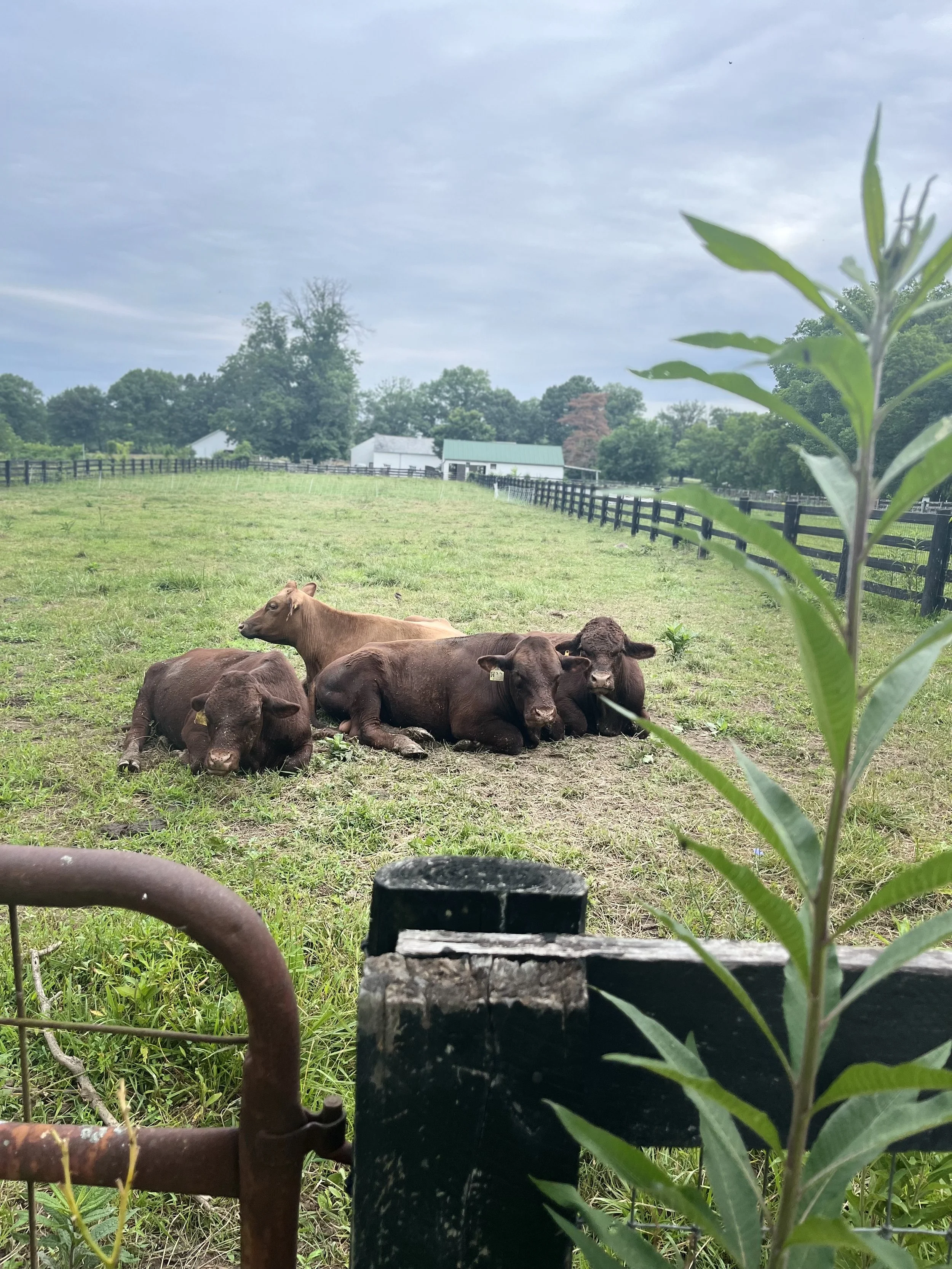 Four red devon cattle in the field