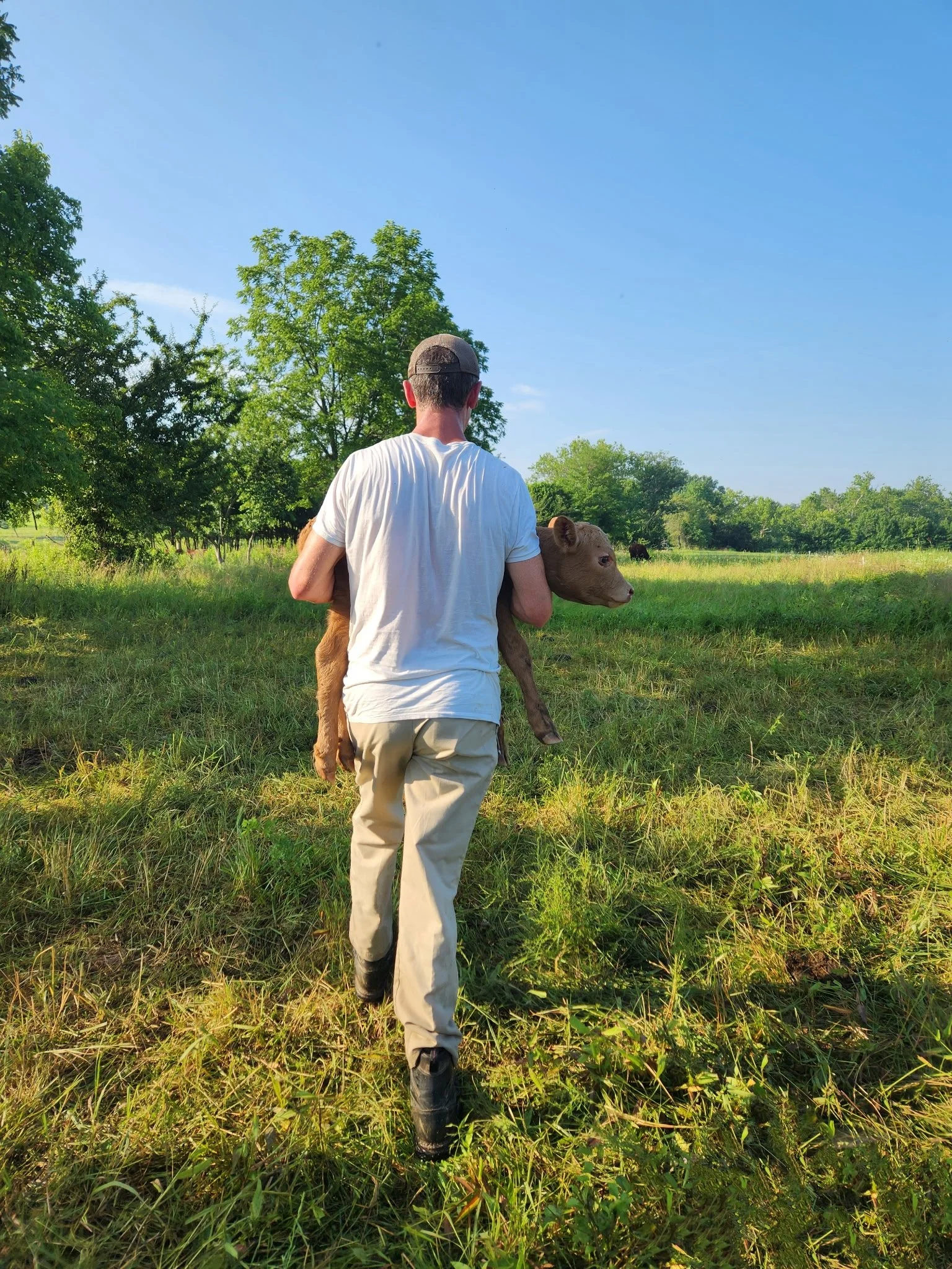 Man with a hat and white shirt in a field carrying a newborn calf