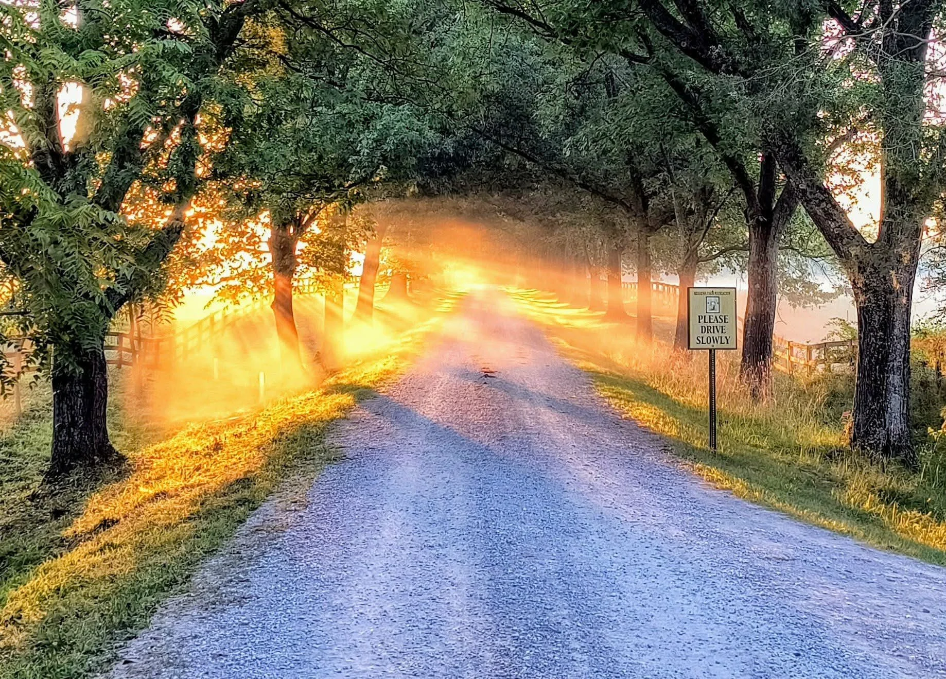 Sunrise peaking through the trees looking up the Meshewa gravel driveway
