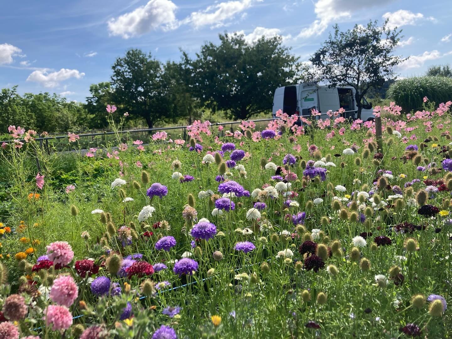 STAGES 2025
Vous n&rsquo;avez pas peur du travail et vous aimez les fleurs ? 
Venez vous immerger dans le quotidien de notre ferme florale, je vous promets on est sympa ! 
Nous effectuerons toutes les taches possibles et imaginables :
-semis/plantati