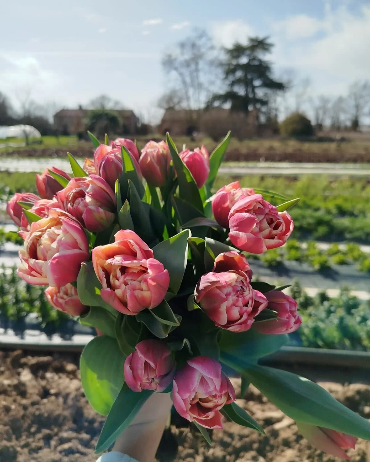 MARCH&Eacute; DEMAIN !
La saison red&eacute;marre et annonce notre retour sur le march&eacute; de samedi &agrave; Montauban!
&Agrave; demain avec nos belles tulipes et bouquets printaniers !

@collectif_delafleurfrancaise 
@villemontauban 
@toulousef